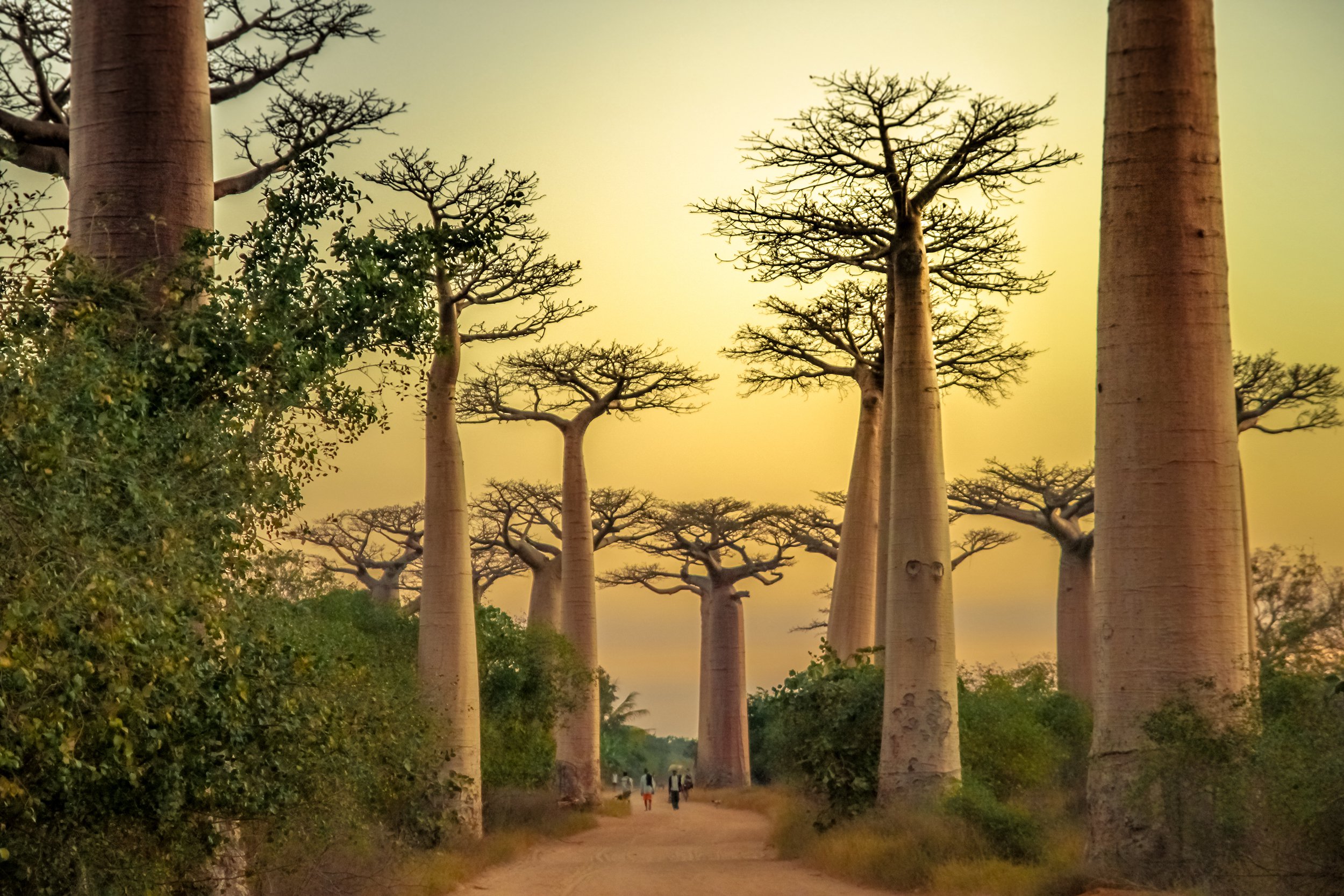 Avenue of the Baobabs in Madagascar