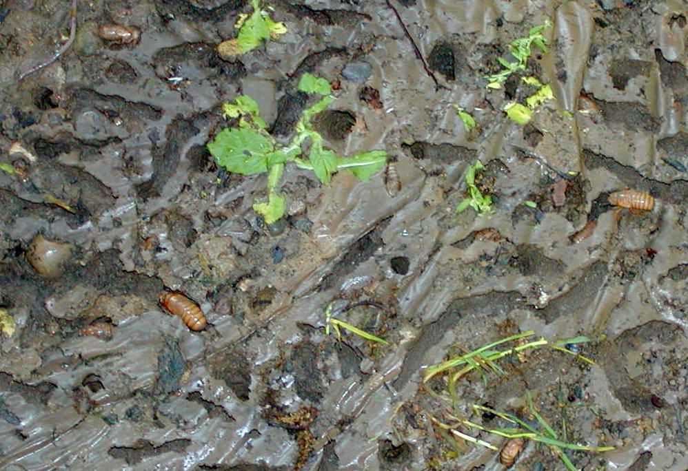 Emergence holes located under flagstone