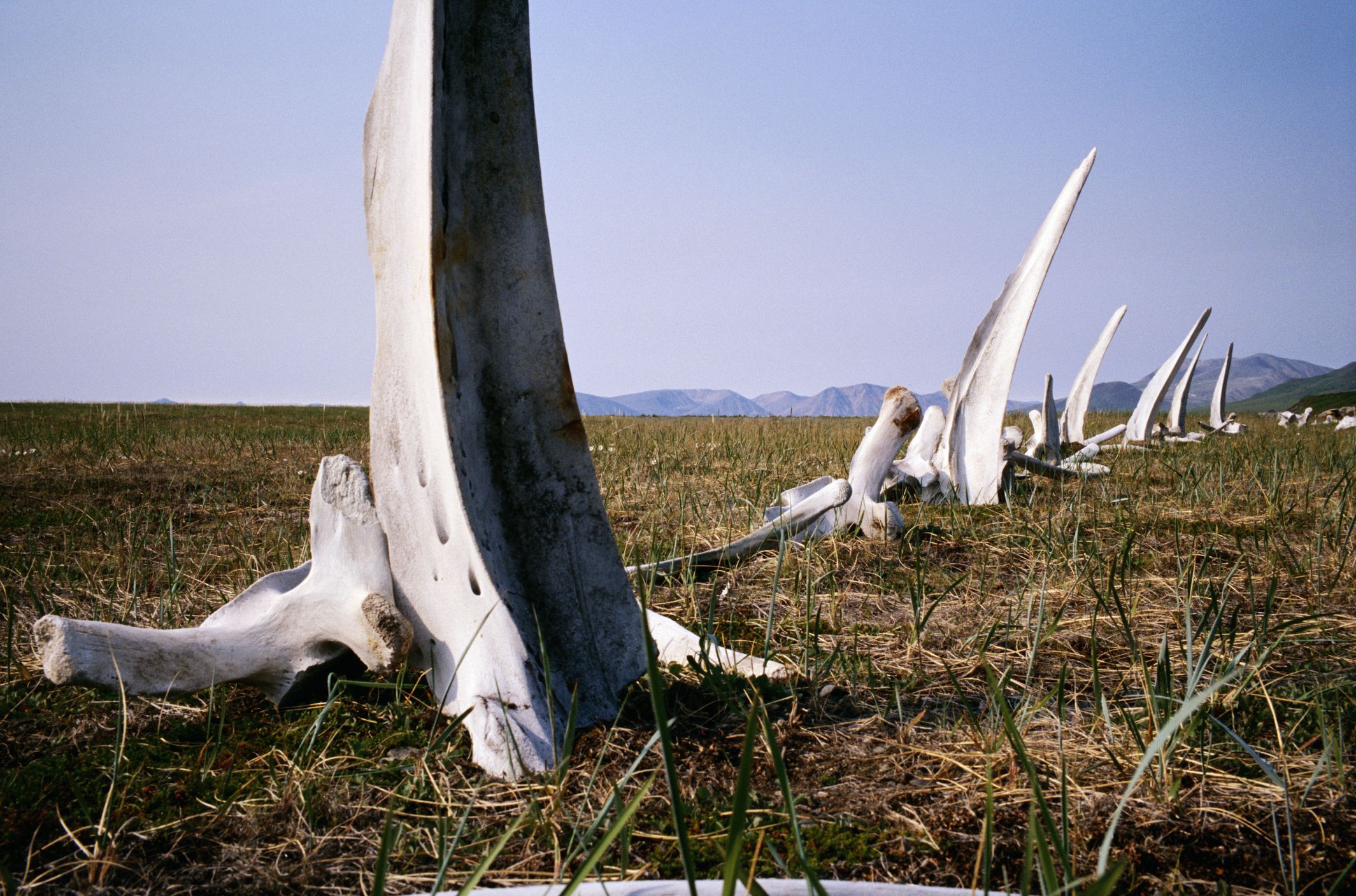 Whale Bone Alley
