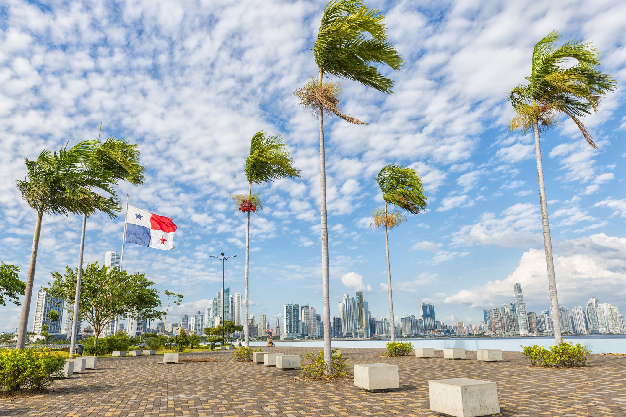 Palm trees against skyline of Panama City, Panama, numerous white clouds in a blue sky on a sunny day