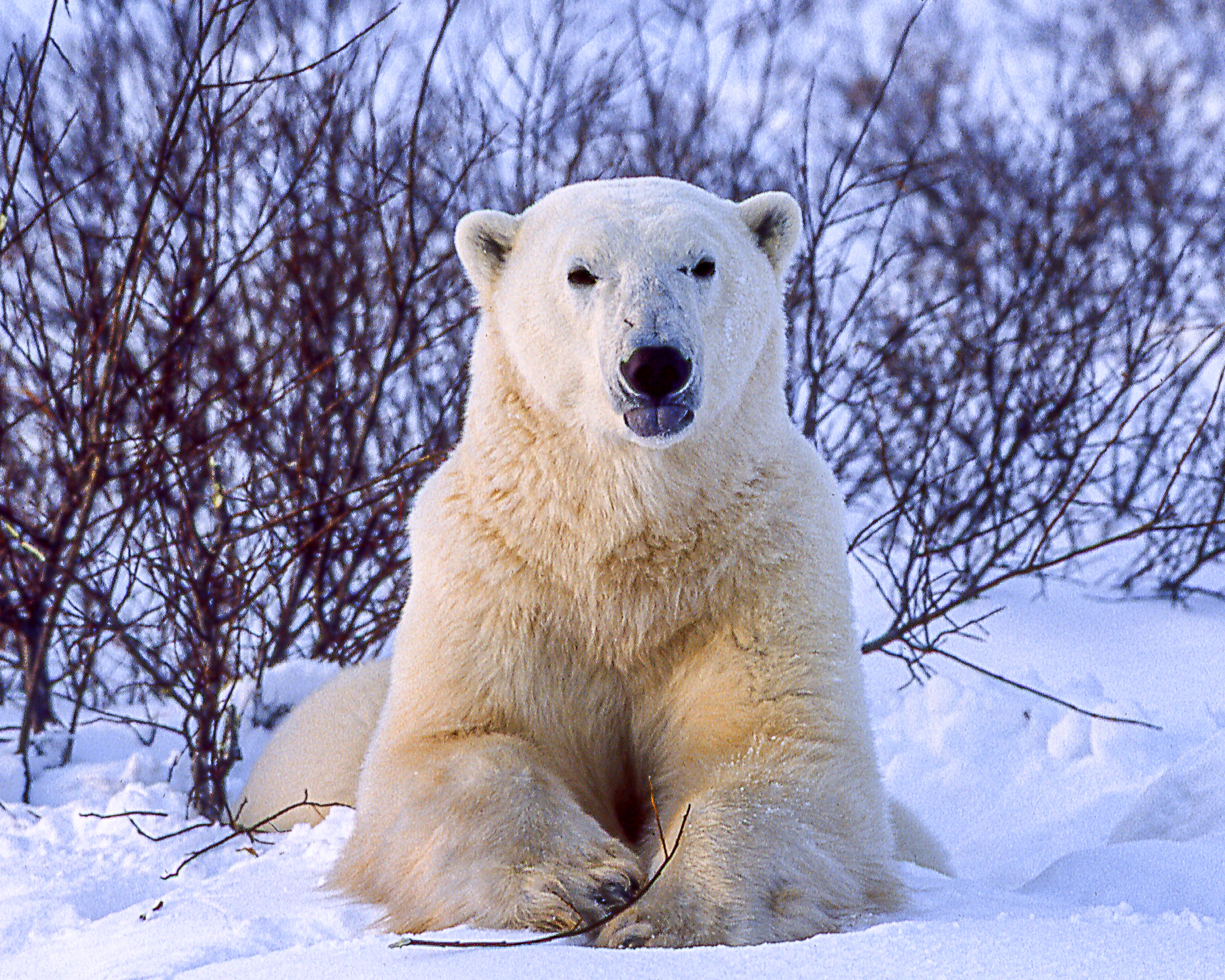 polar bear