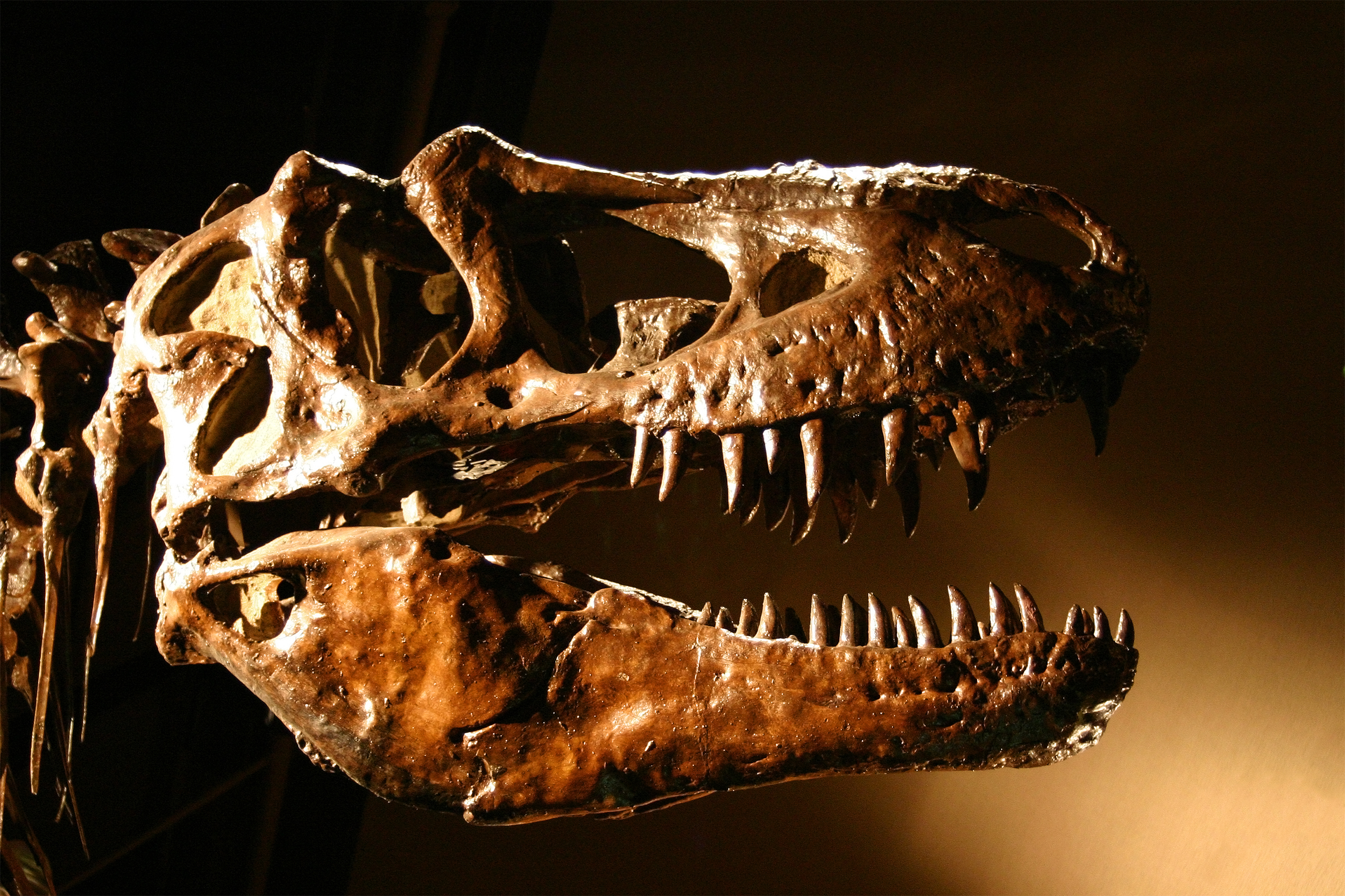 T-Rex Dinosaur Skull