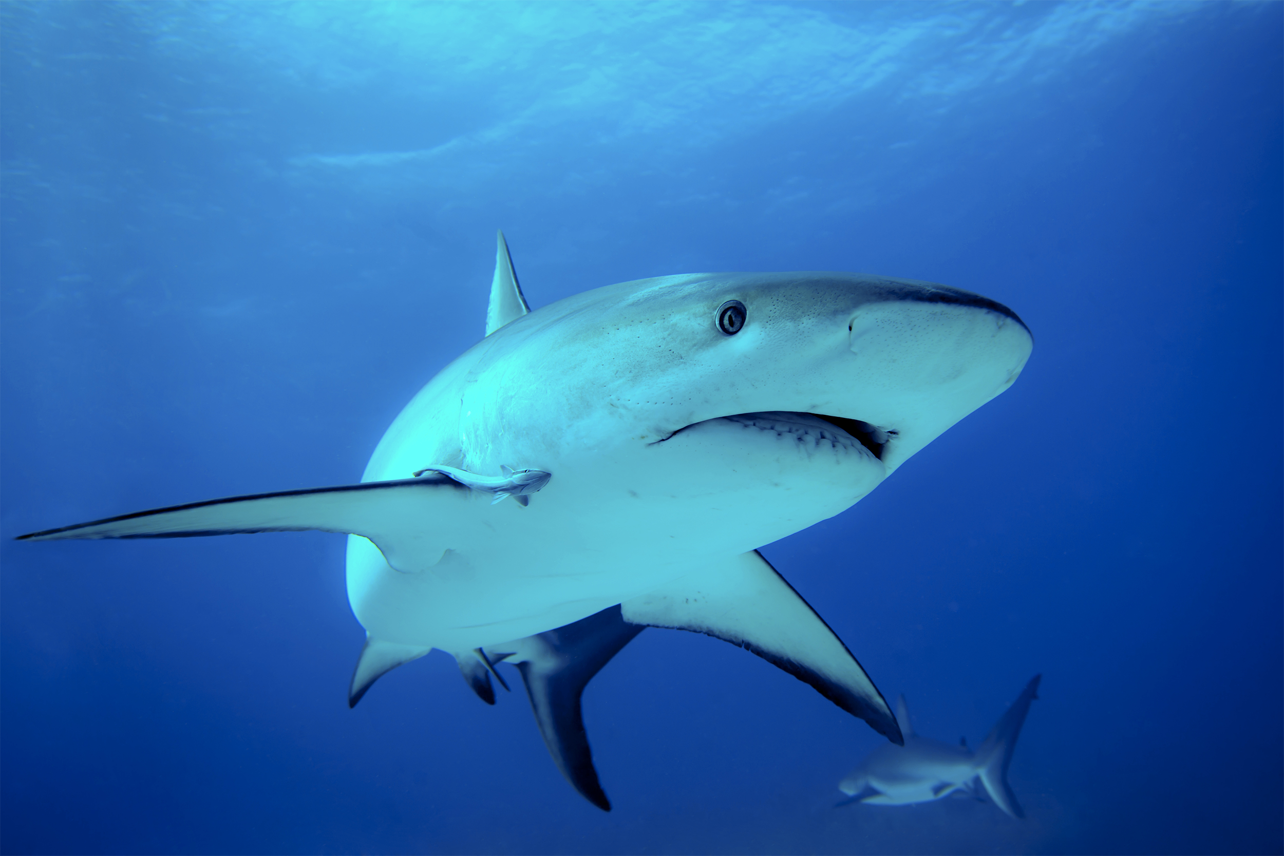 shark