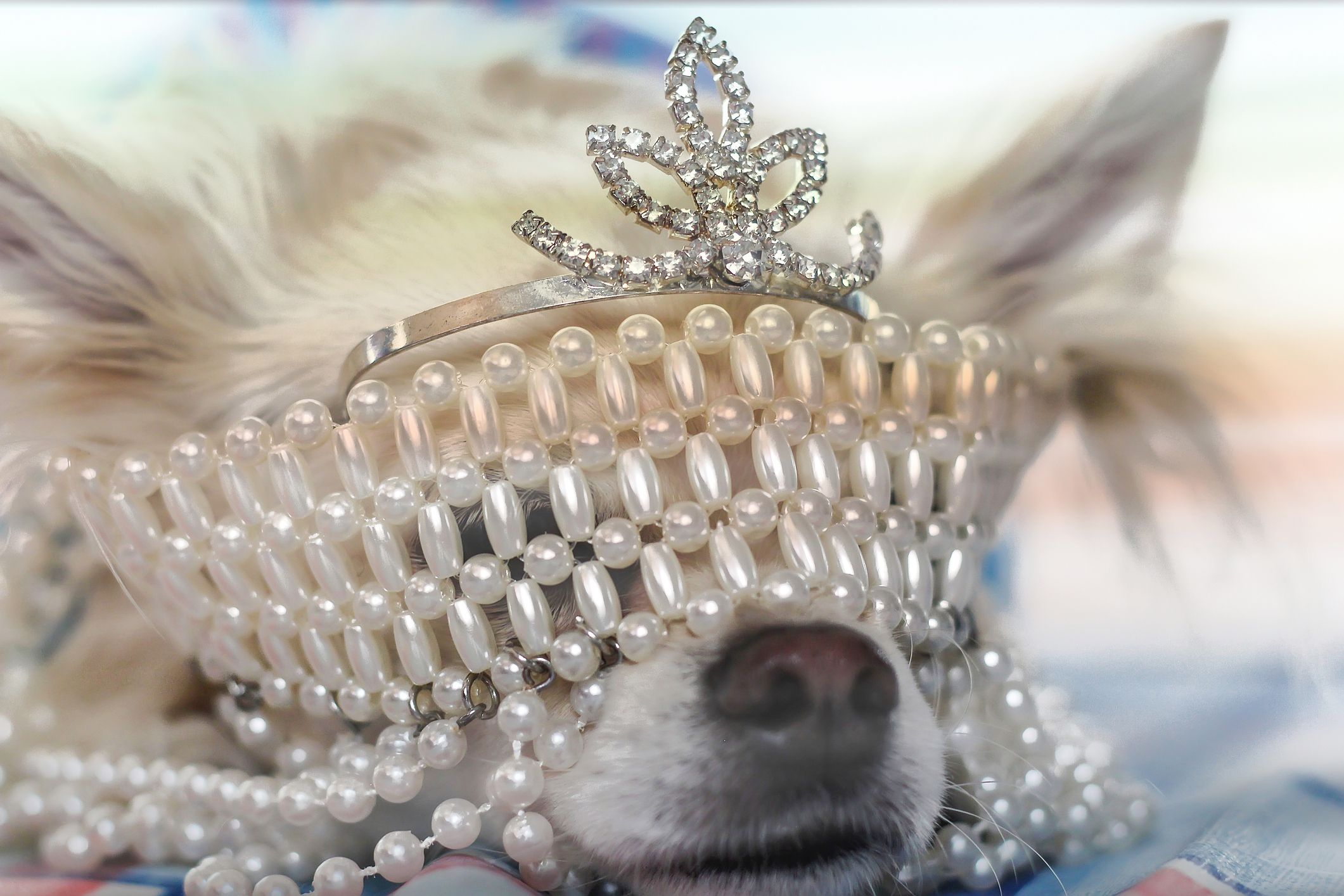 chihuahua wearing crown