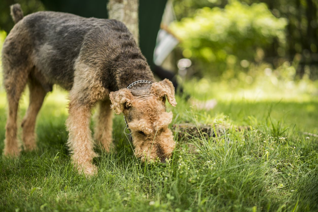 The Airedaile Terrier dog eats the grass at the backyard