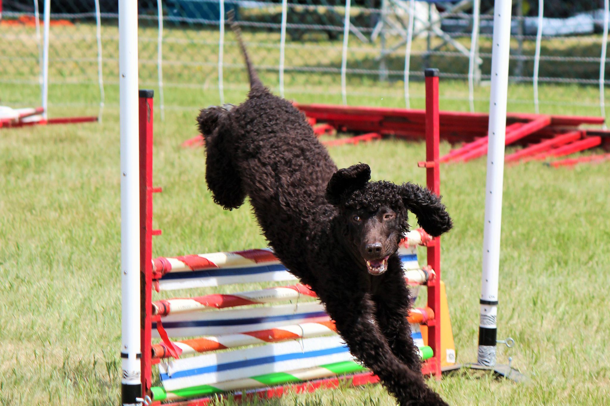 A black Irish Water Spaniel in the midst of jumping a dock in a jumping competition outside in grass with a wire fence in the background