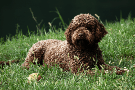 A curly-haired brown dog lies on green grass with a yellow-green ball nearby. The dog looks relaxed and is facing forward.