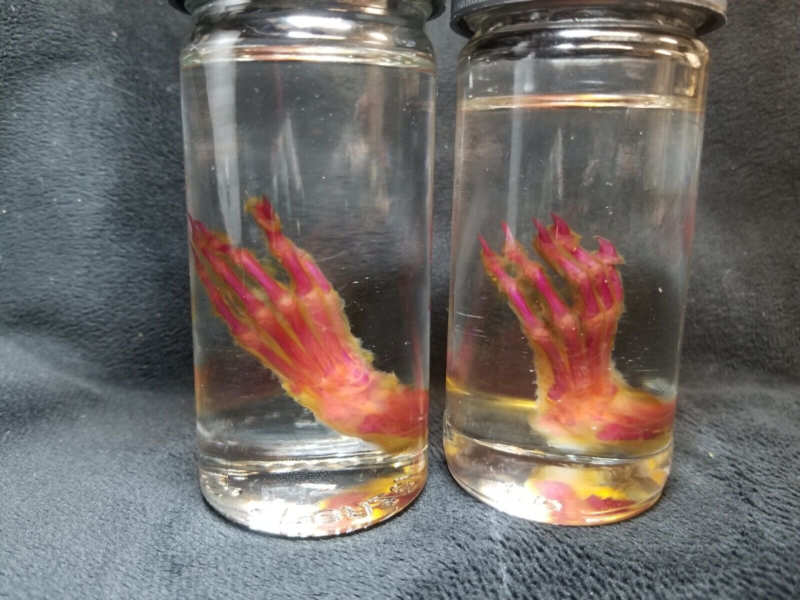Diaphonization Cat Paws
