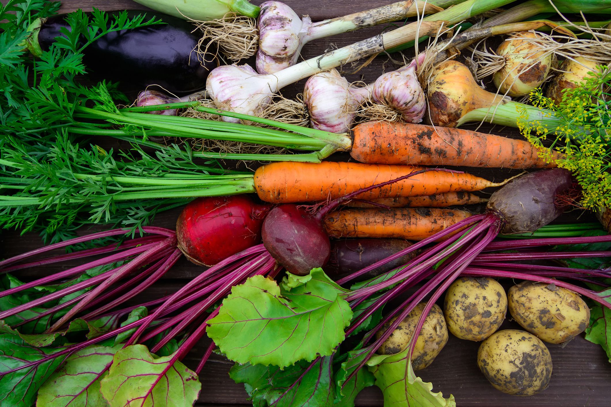 Fresh organic vegetables harvested in home garden