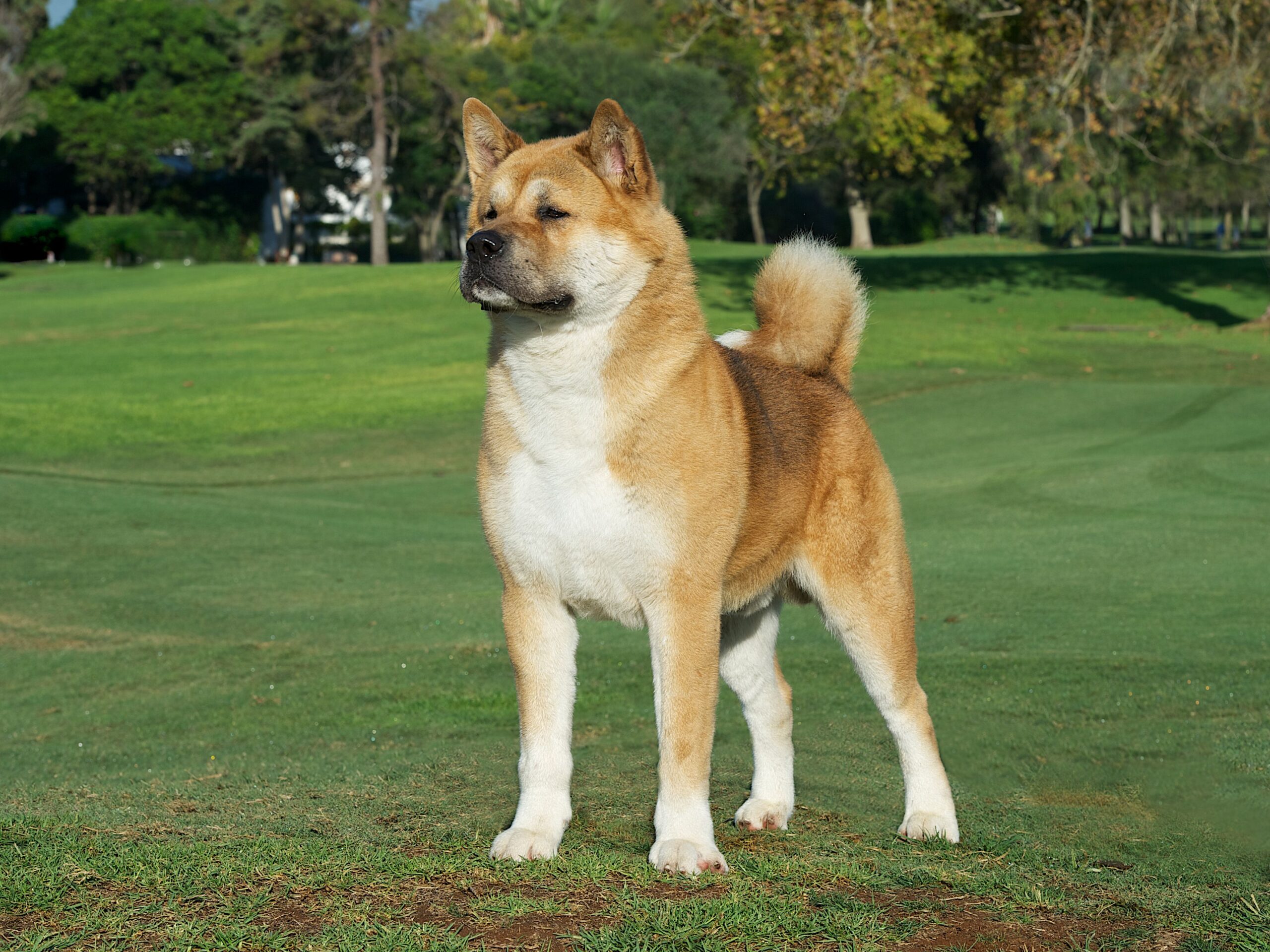 American Akita Golden Purebred Dog on the grass