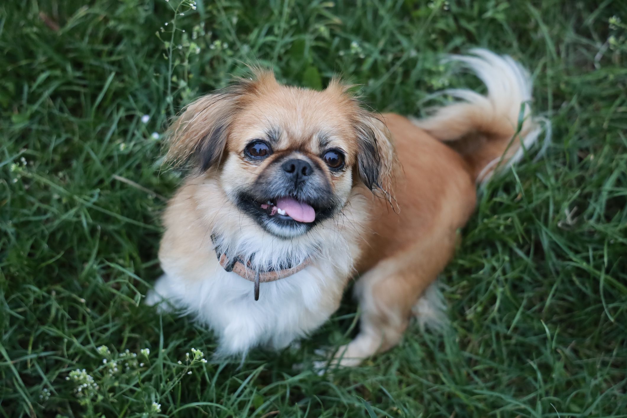 Head shot Portrait of a small dog Pekingese