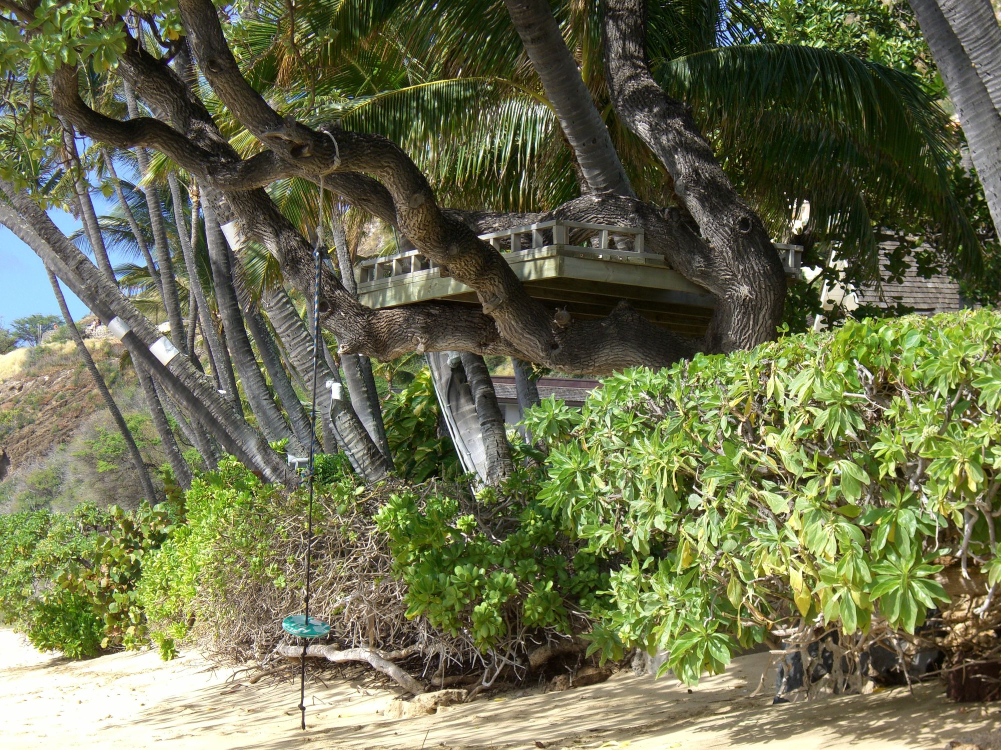 Treehouse platform overlooking the beach, Oahu, HI.
