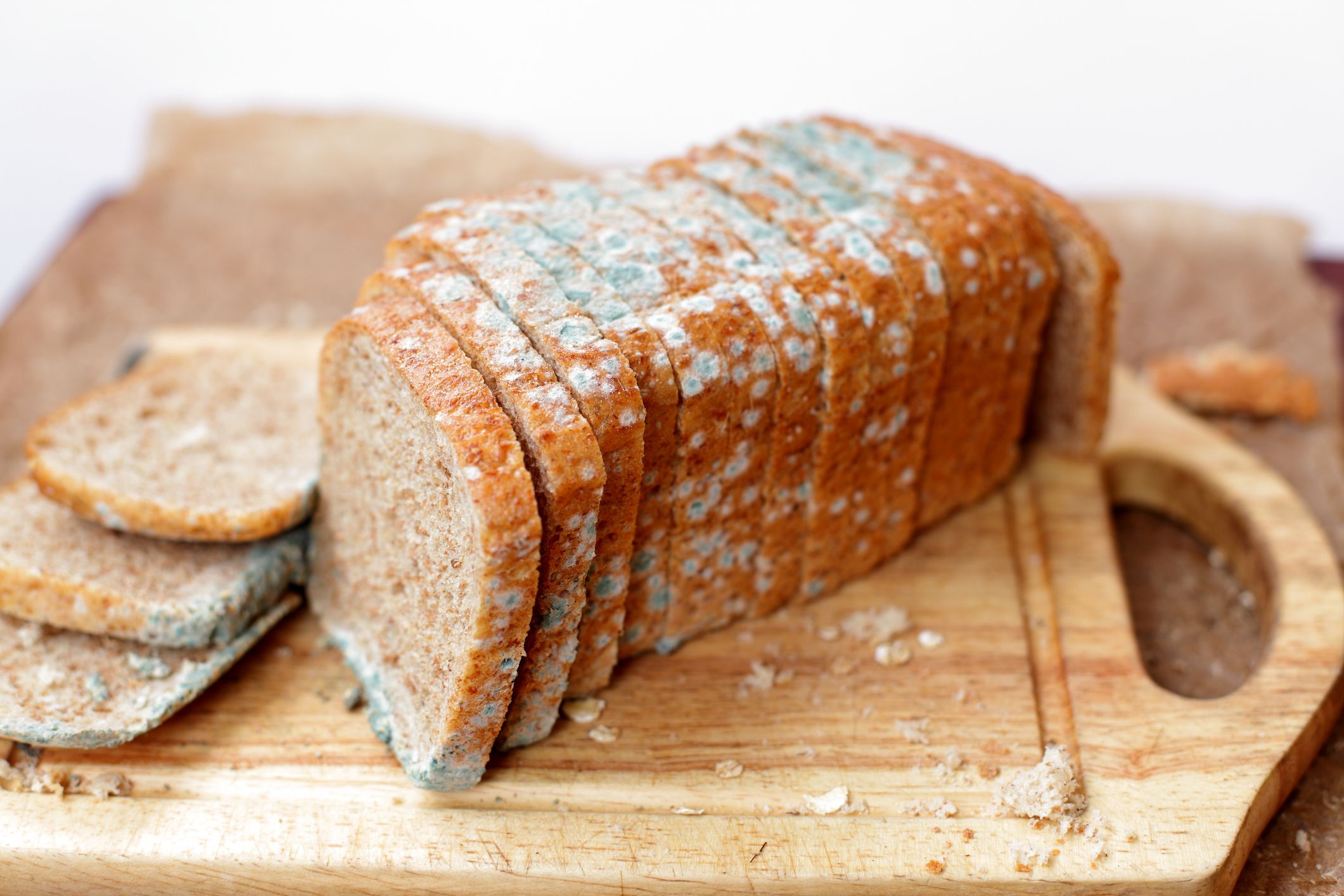 Moldy loaf of bread, dirt, germs, mildew and mess