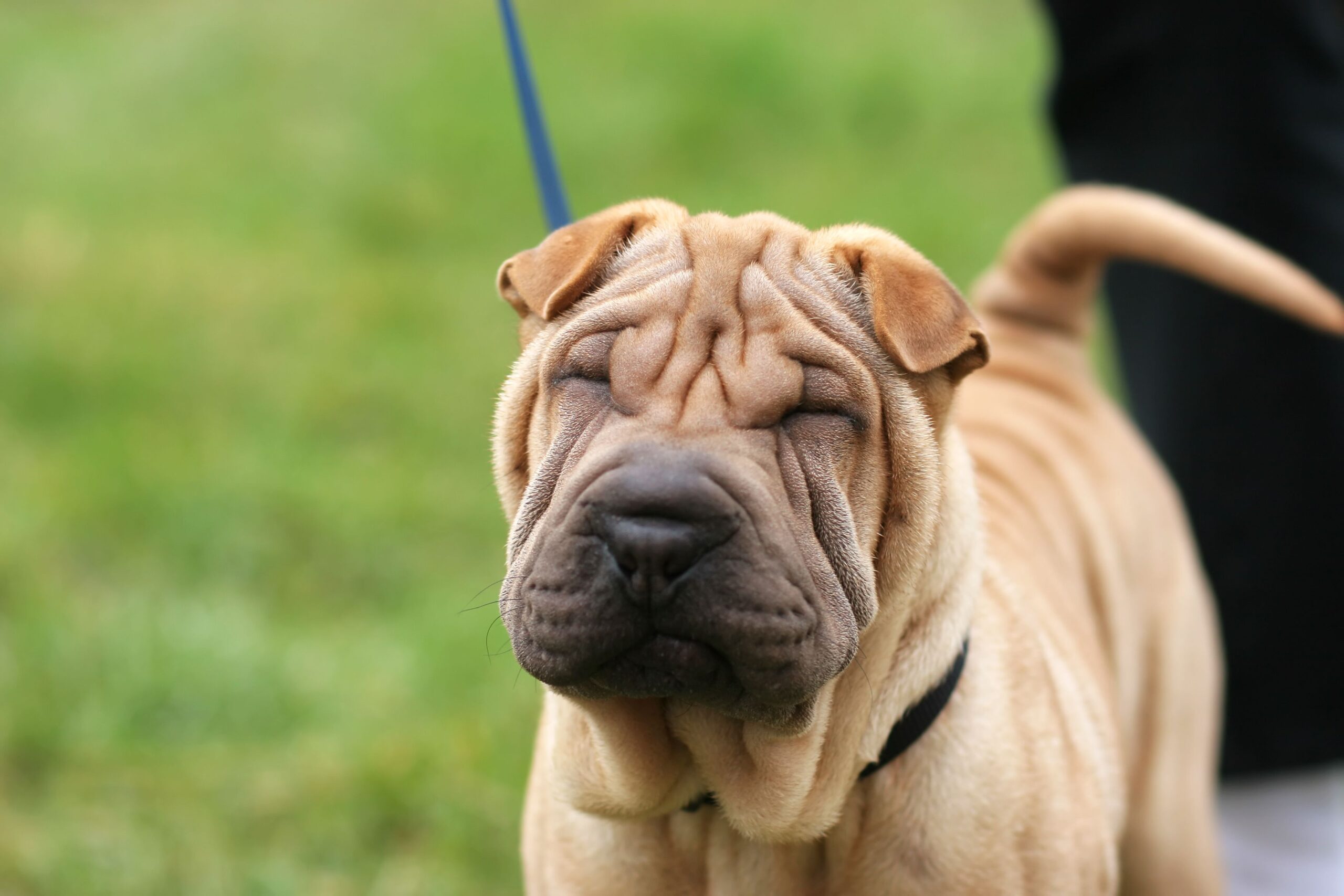 Shar pei puppy on nice green background