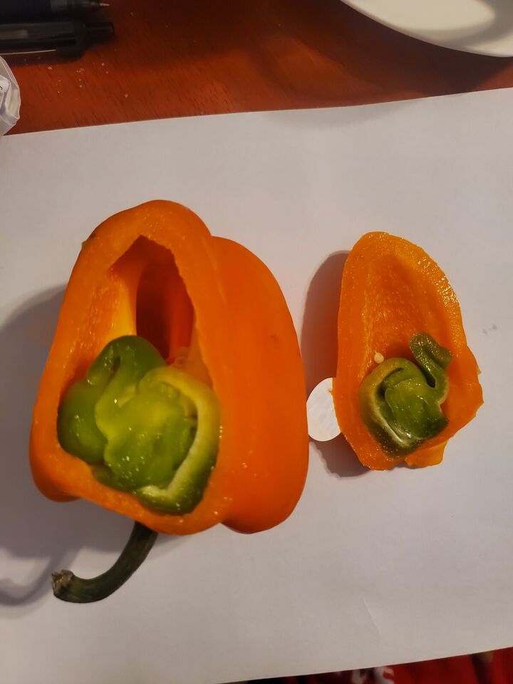 pregnant bell pepper on ebay