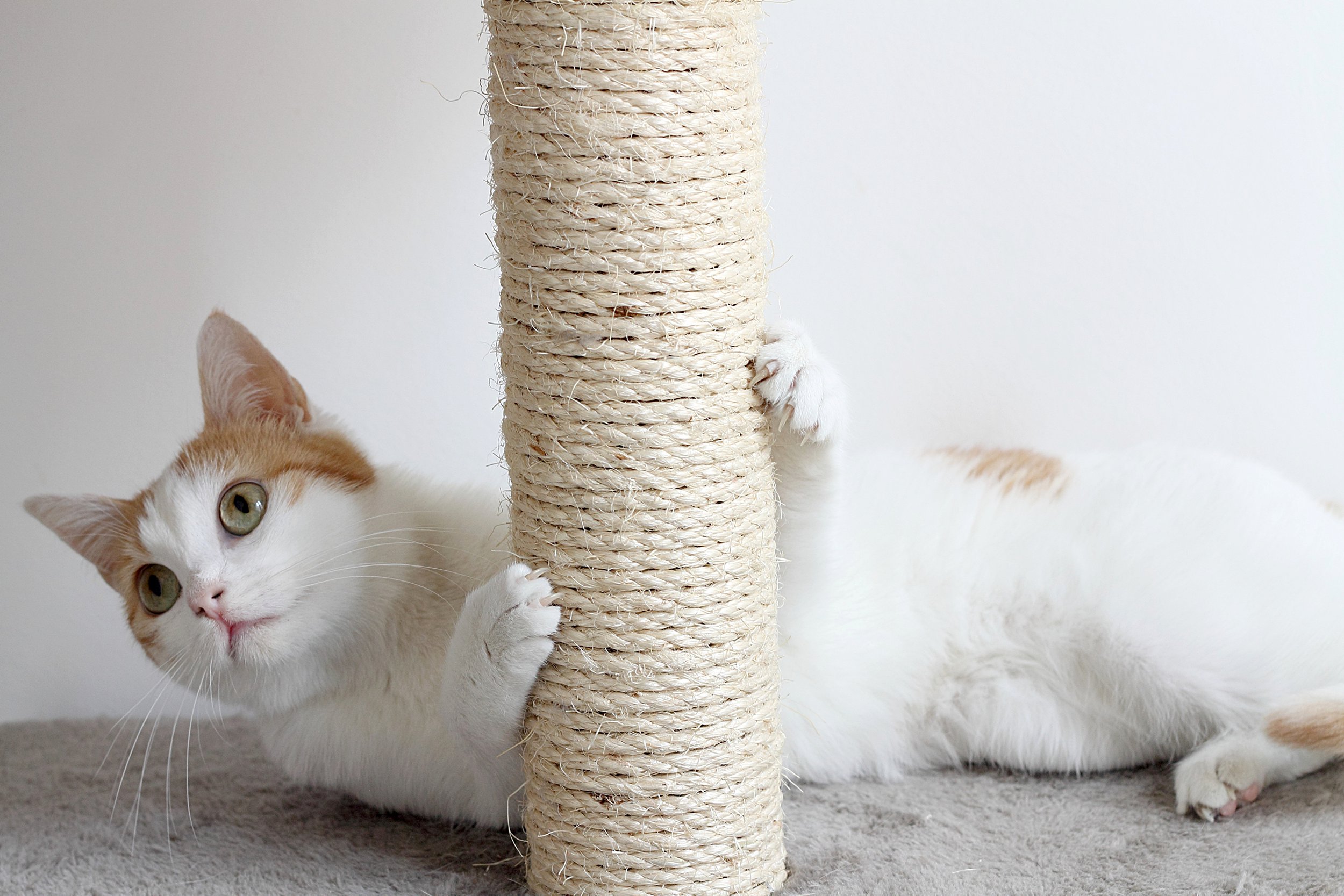 Cat using a scratching post
