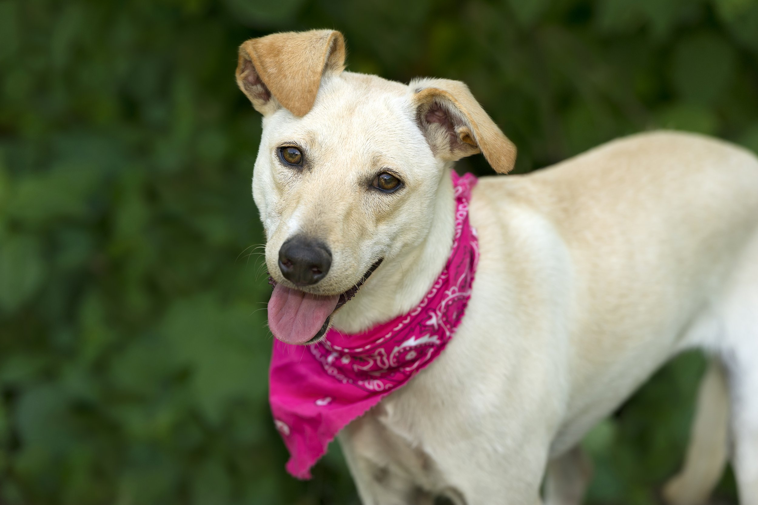 Happy dog with his or her tongue out wearing a pink bandana