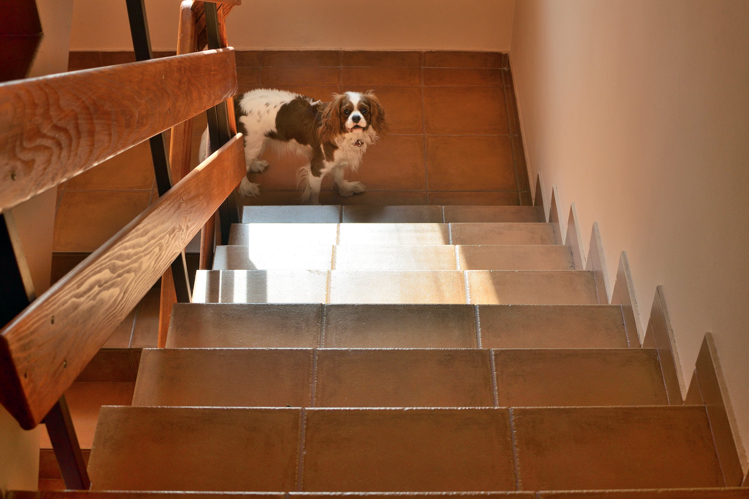 Dog at the bottom of a staircase looking up