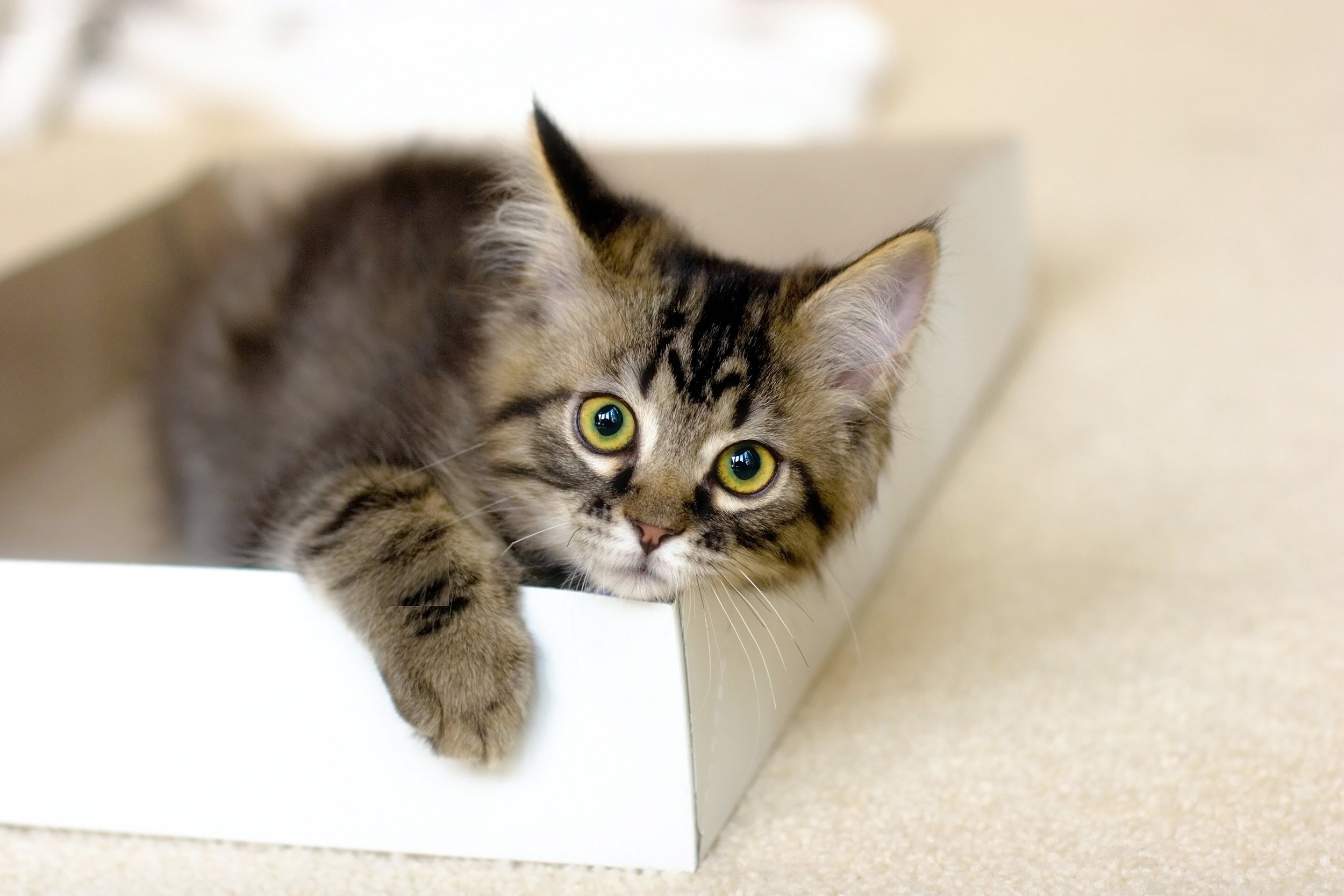 Cat sitting in a cardboard box lid