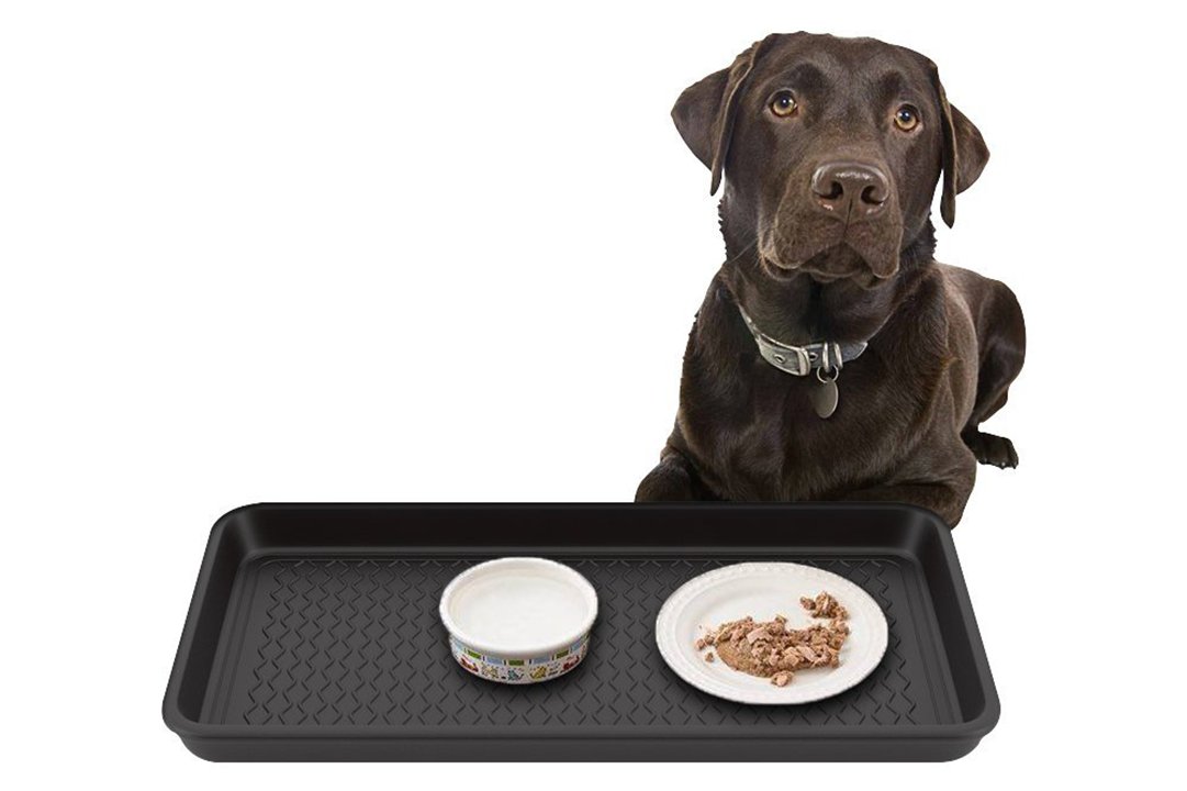 Dog sitting next to food and water on a boot tray