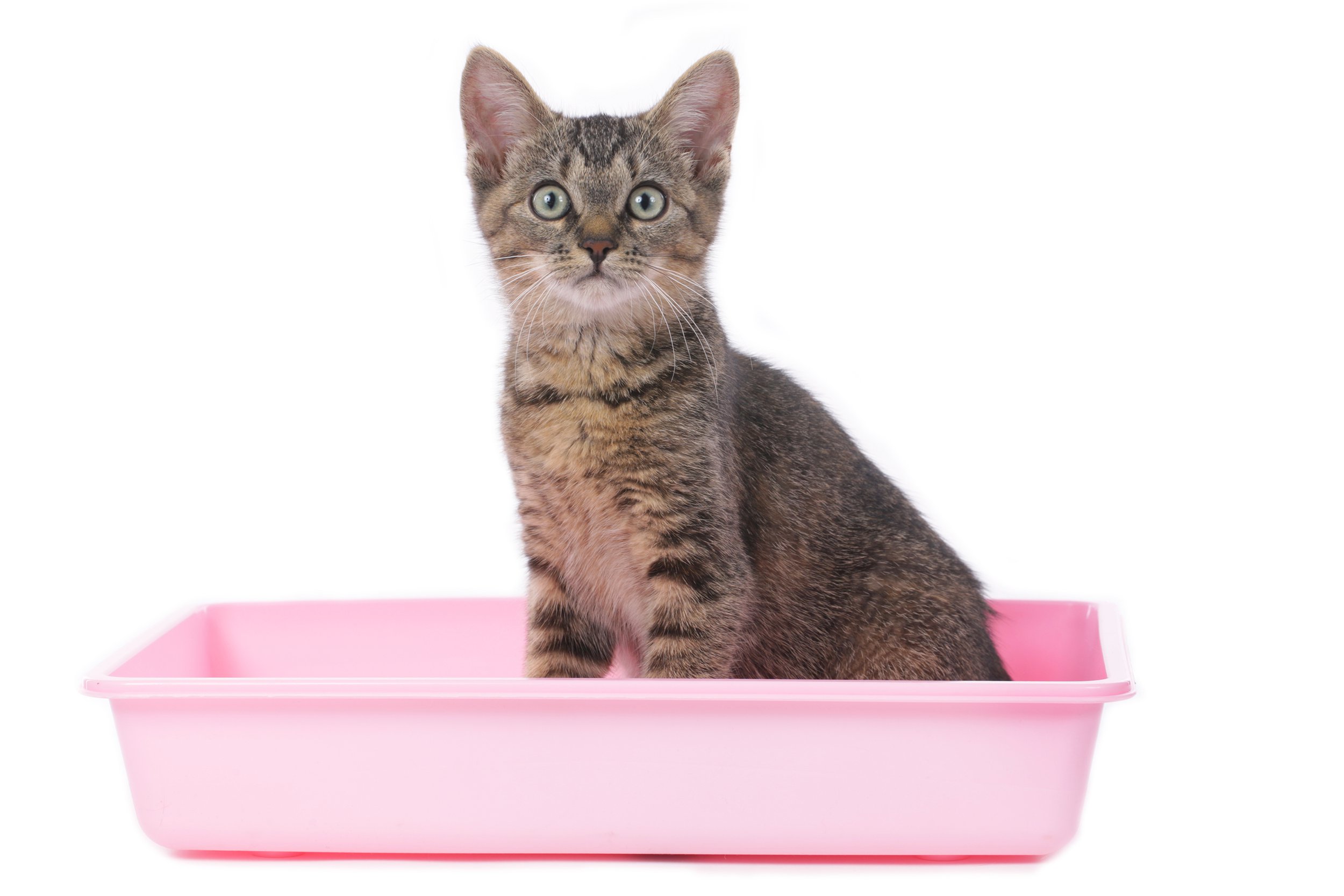 Kitten sitting in a pink litter box