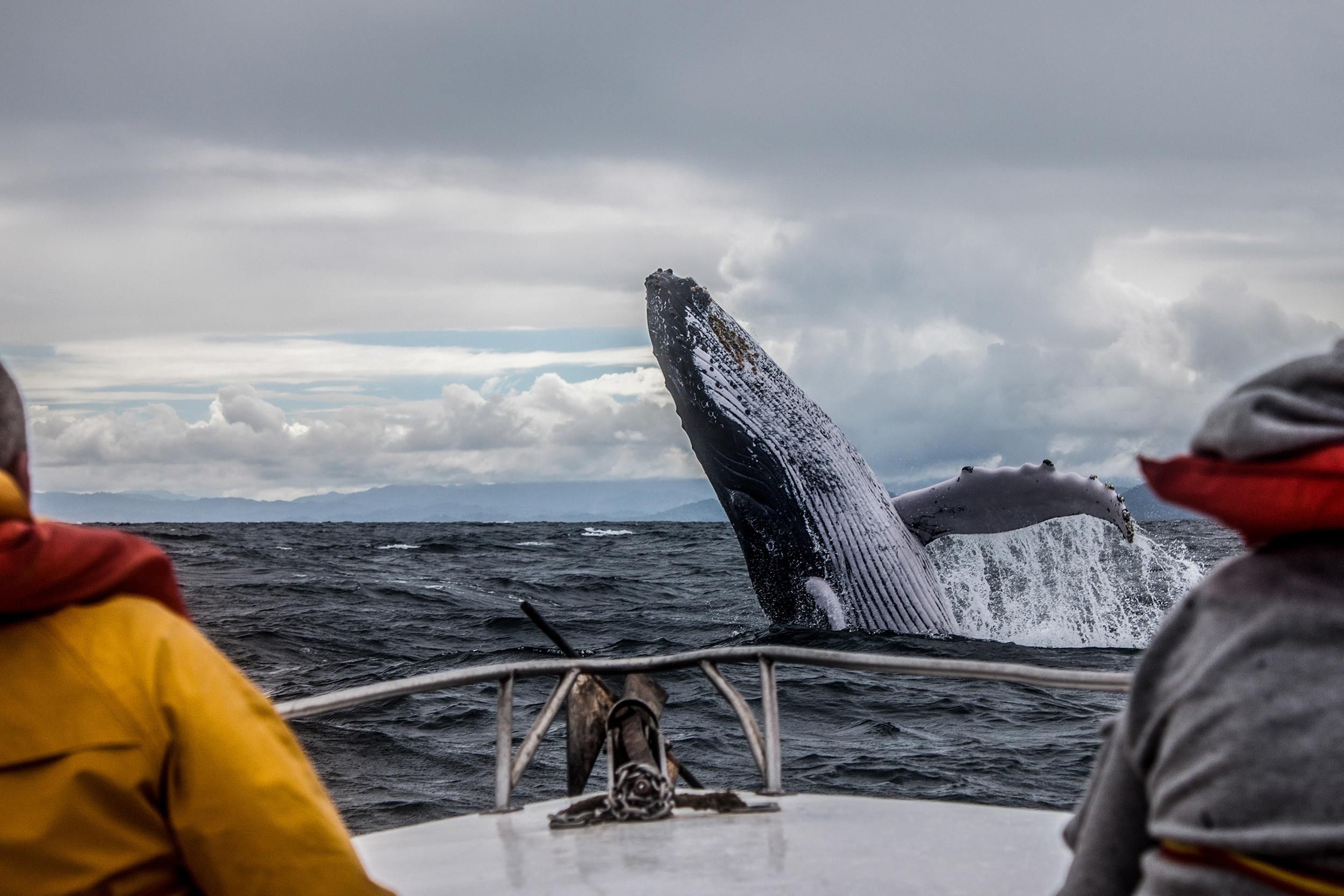 Whale jumping out of the sea while people on boat watch in the close background