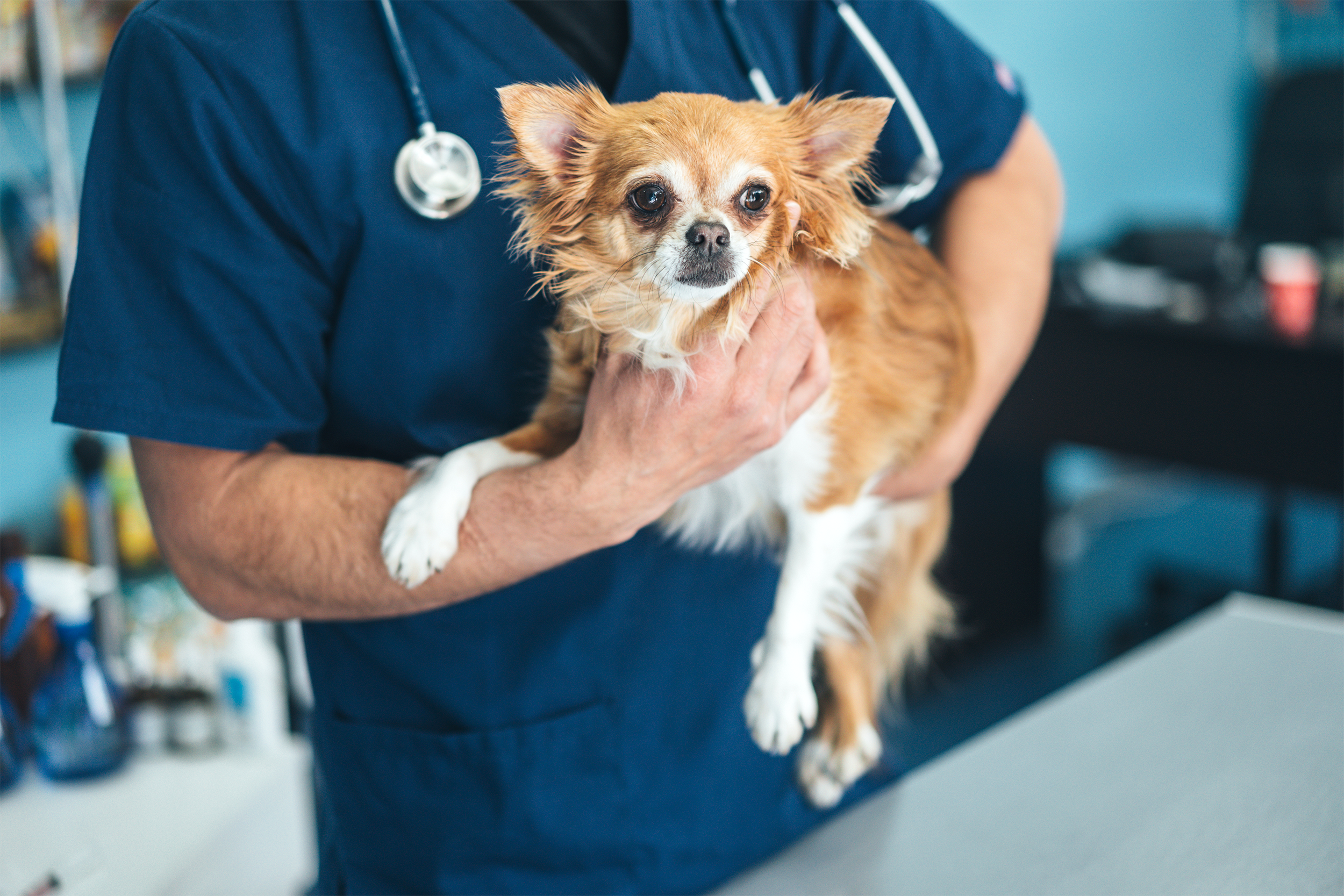 dog at the vet