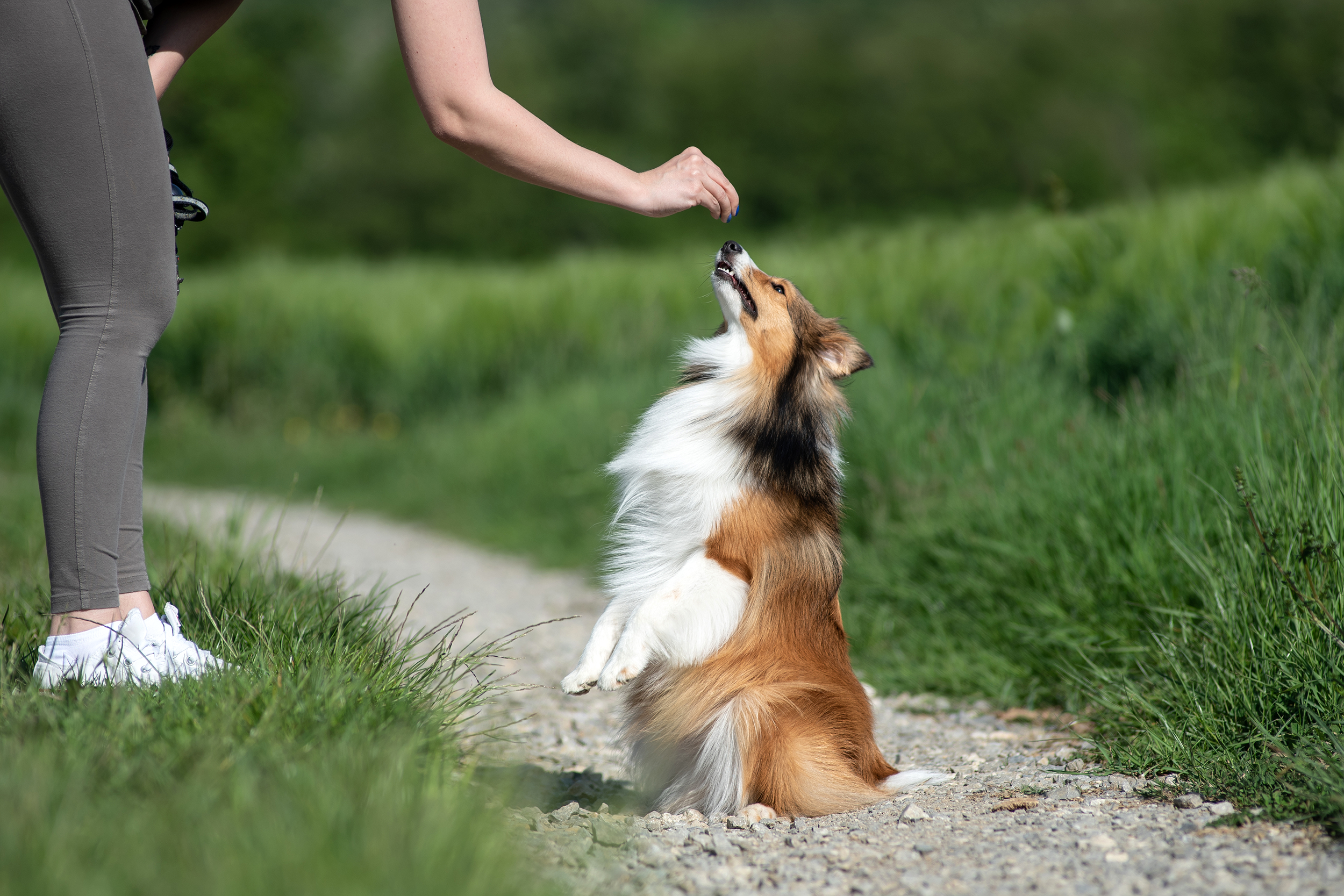 training a dog outside