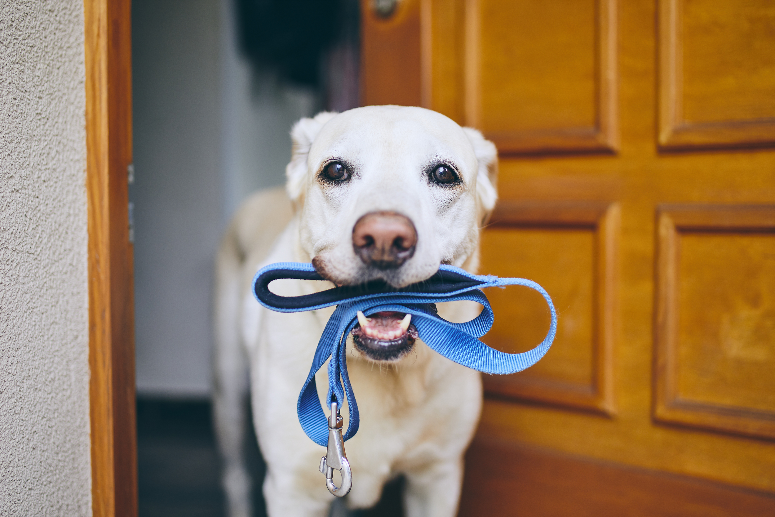 dog holding leash in mouth