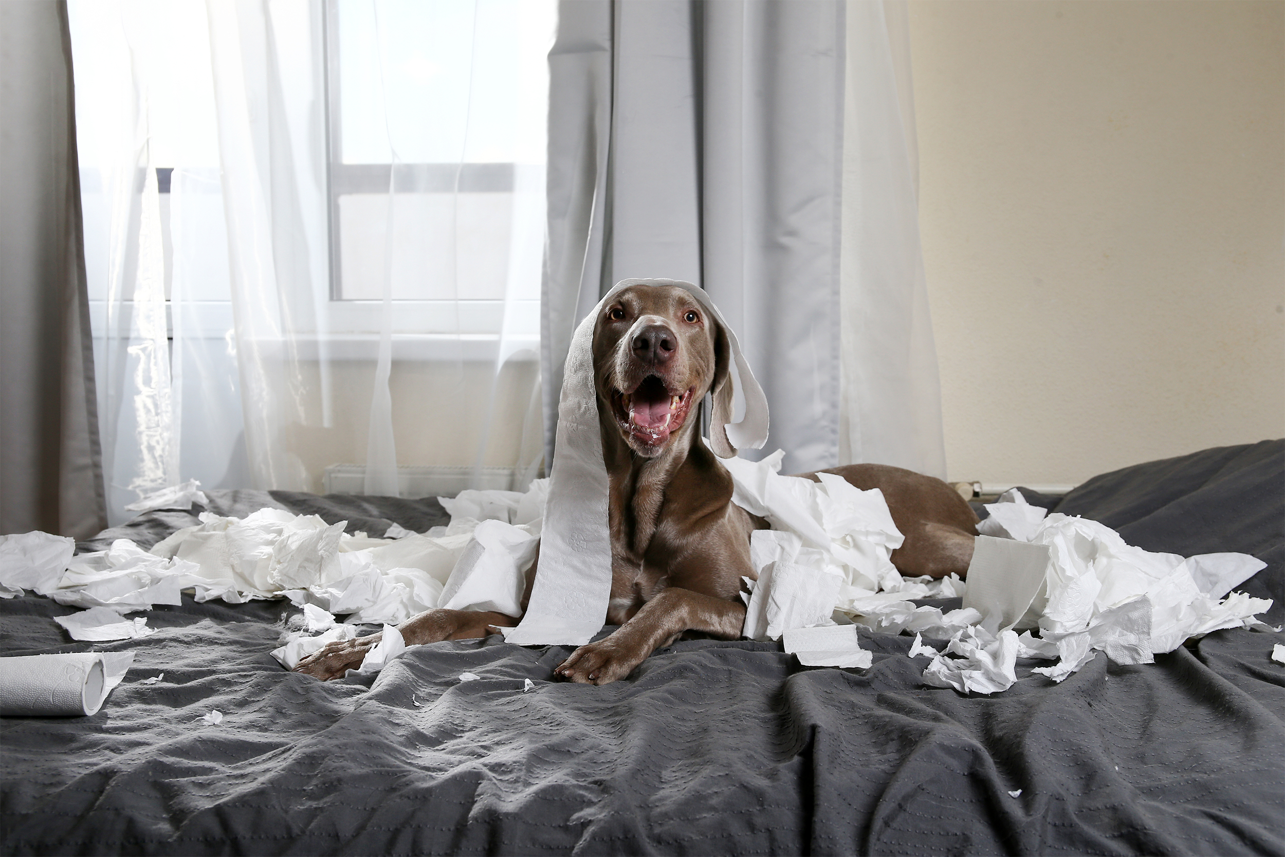 dog with a mess on the bed