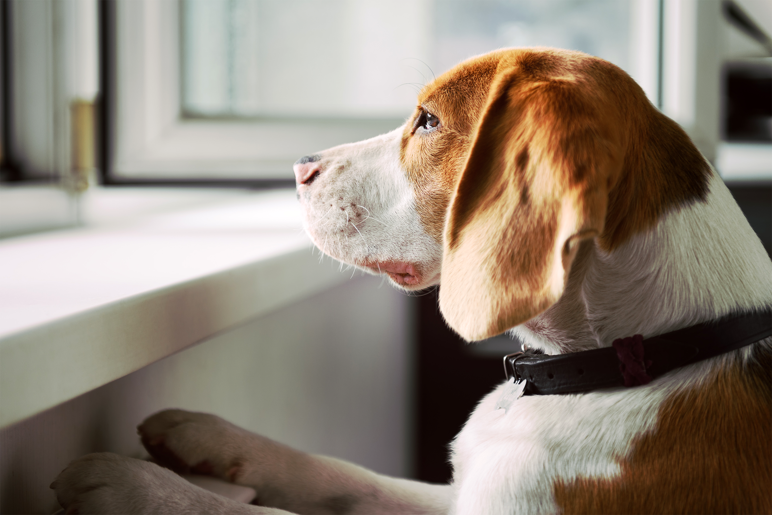 dog looking out window