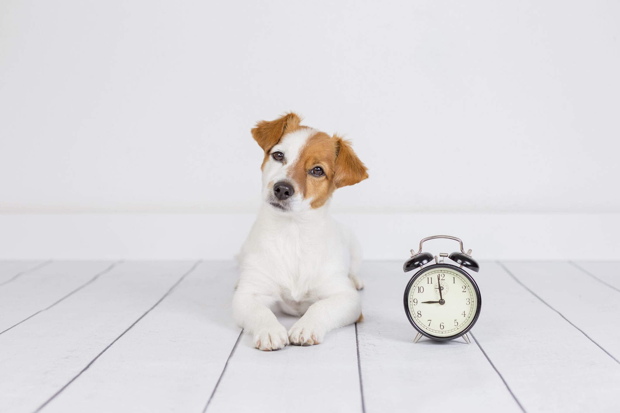 cute white small dog lying on the floor and looking at the camera. alarm clock with 9 am besides. Wake up and morning concept. Pets indoors
