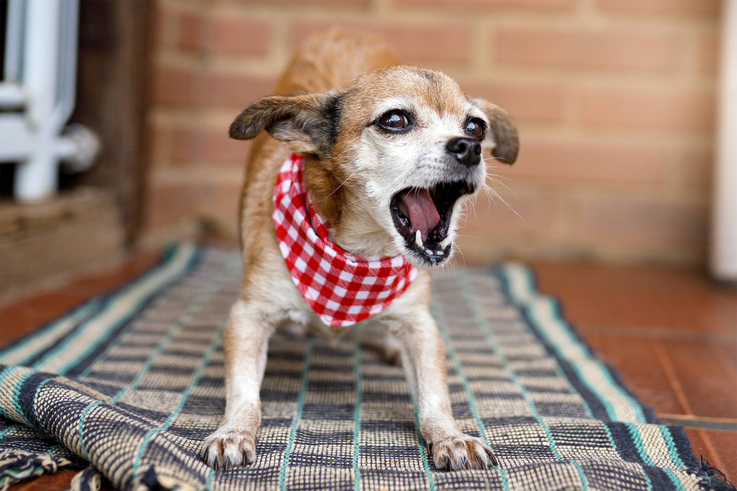 small dog barking outside
