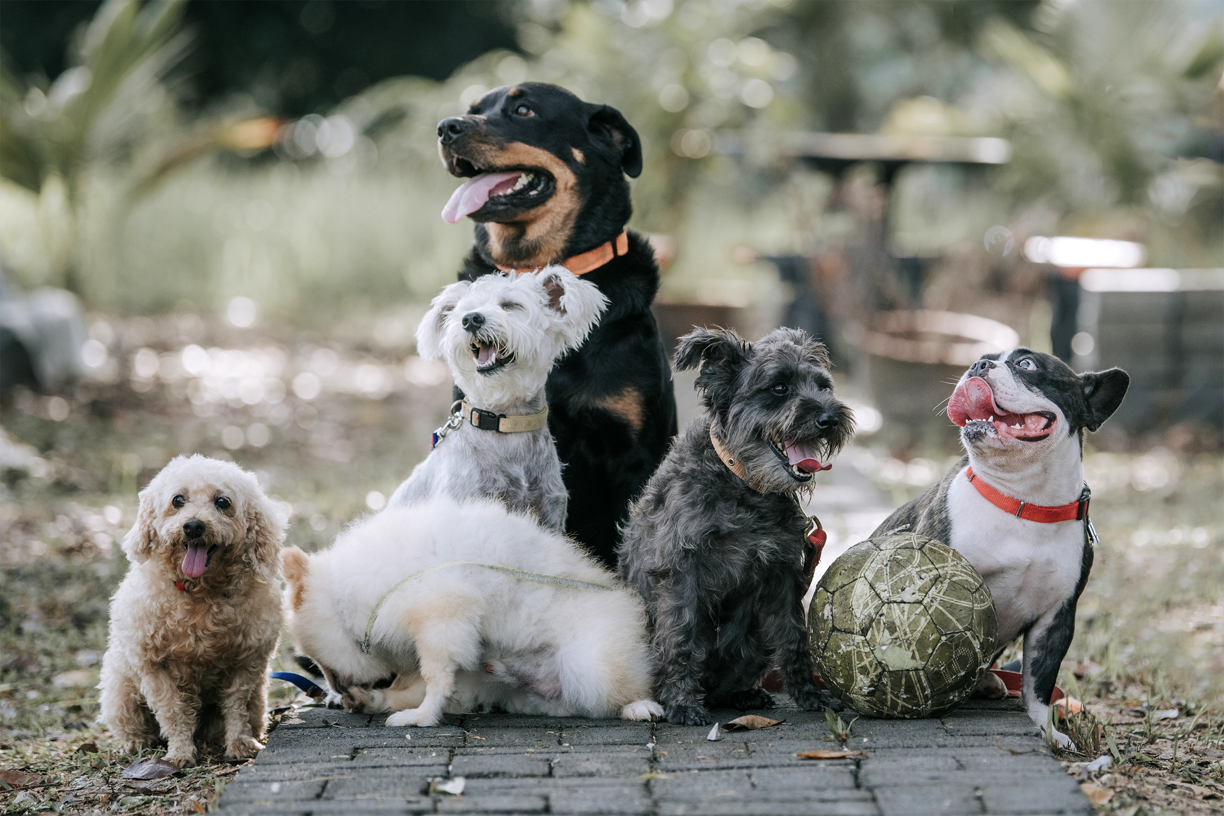 multiple types of dogs