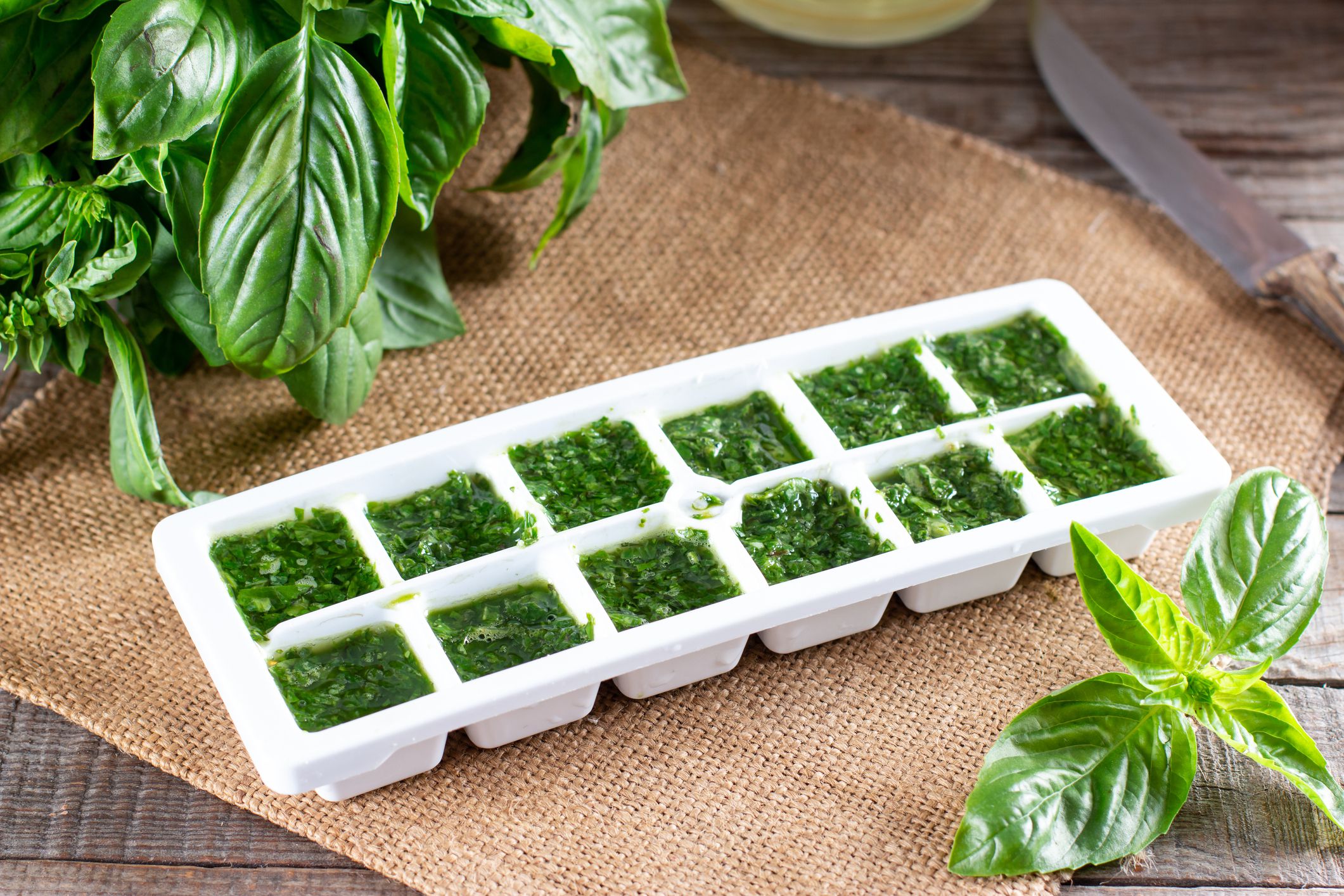 Frozen basil leaves (basilius) in ice cubes with fresh basil on a table. Frozen Herbs. Frozen food concept