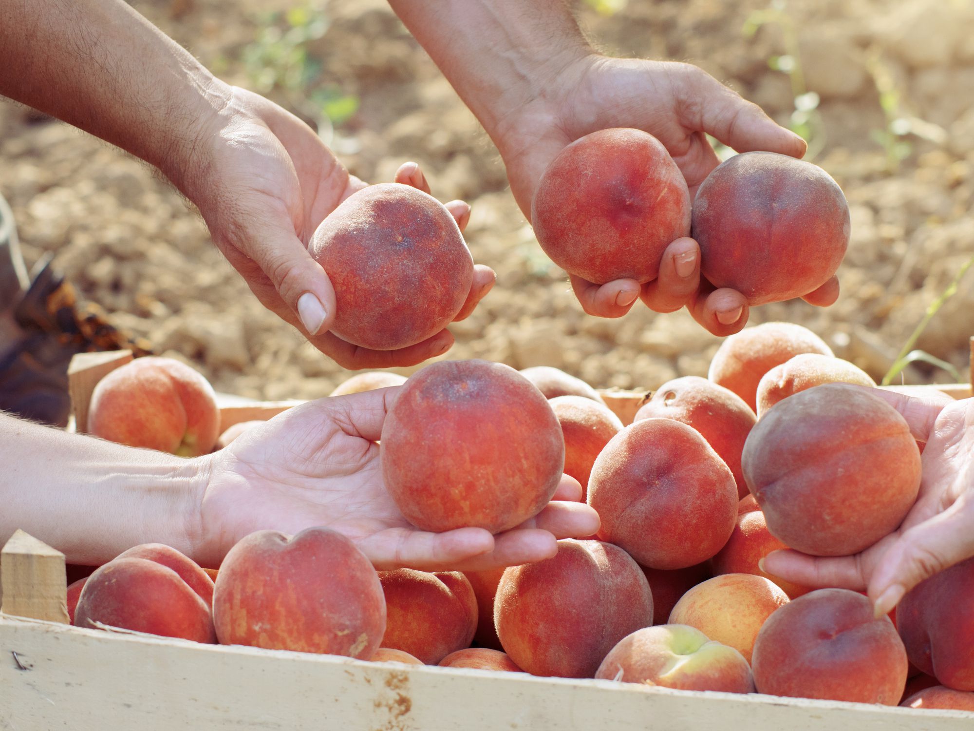 Apricots harvest