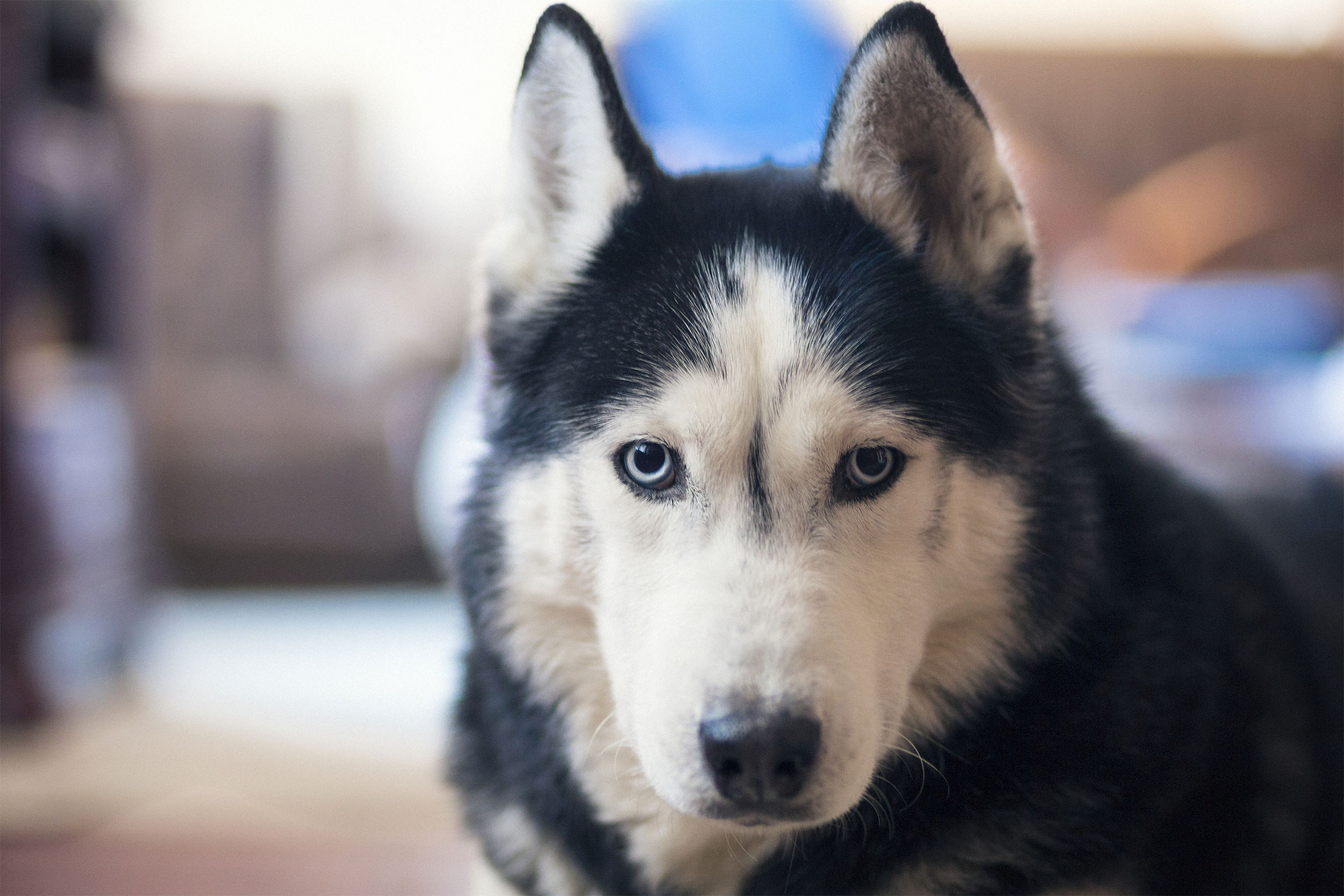 Siberian Husky