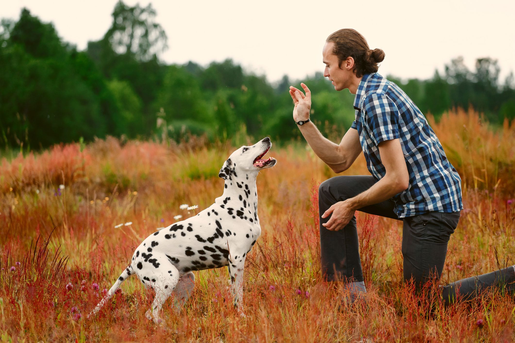 Side view of man training Dalmatian dog in grass on meadow.
