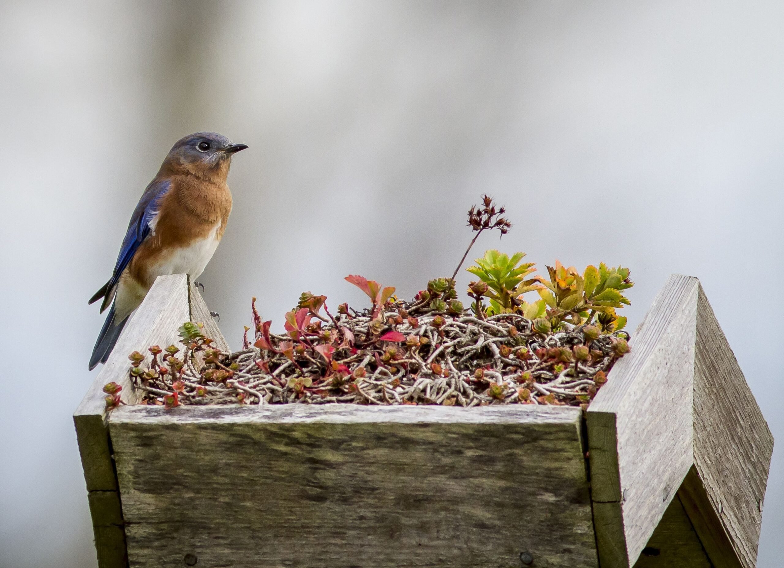 bluebird standing by nest