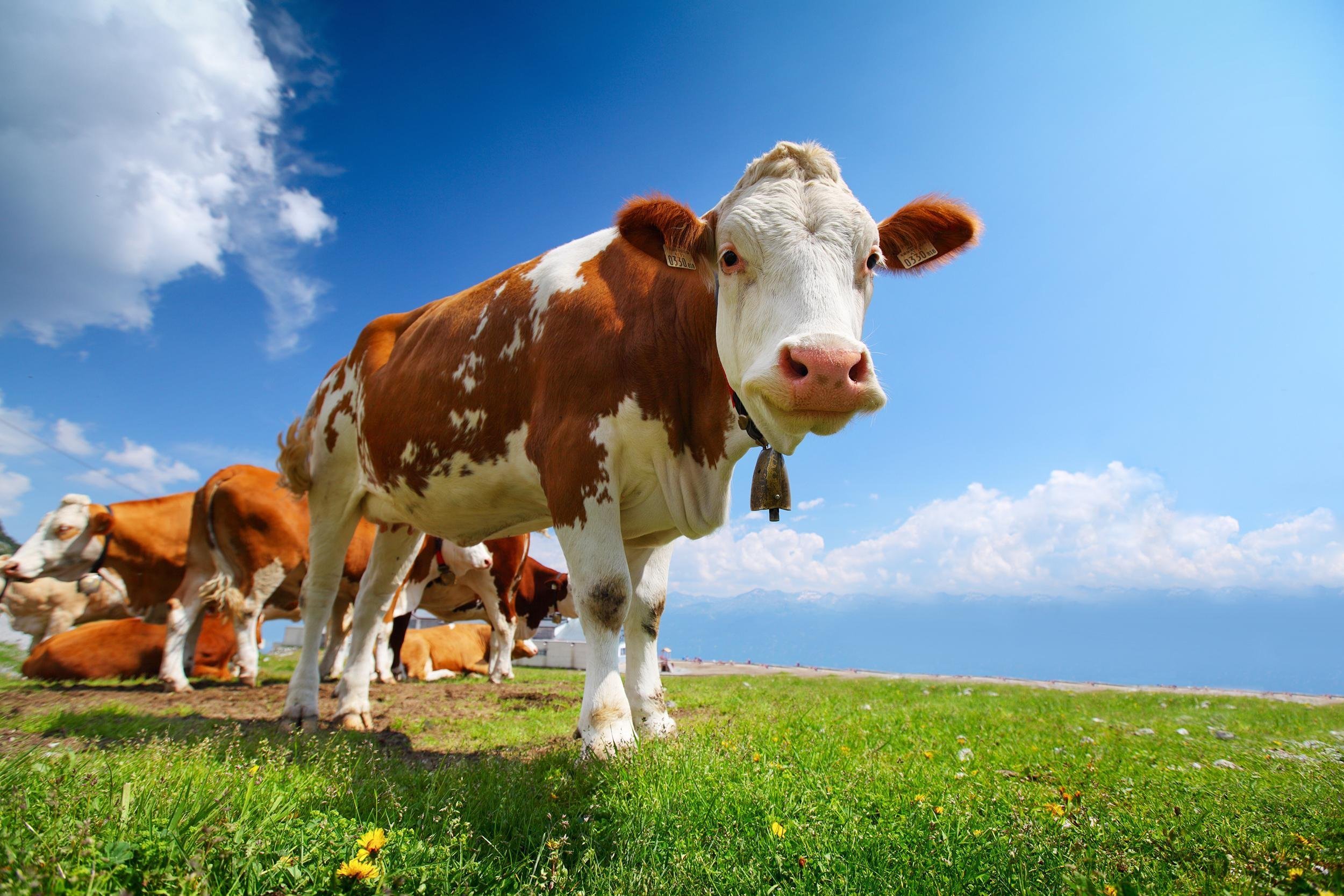 smiling cow grazing on a green meadow at sunny day
