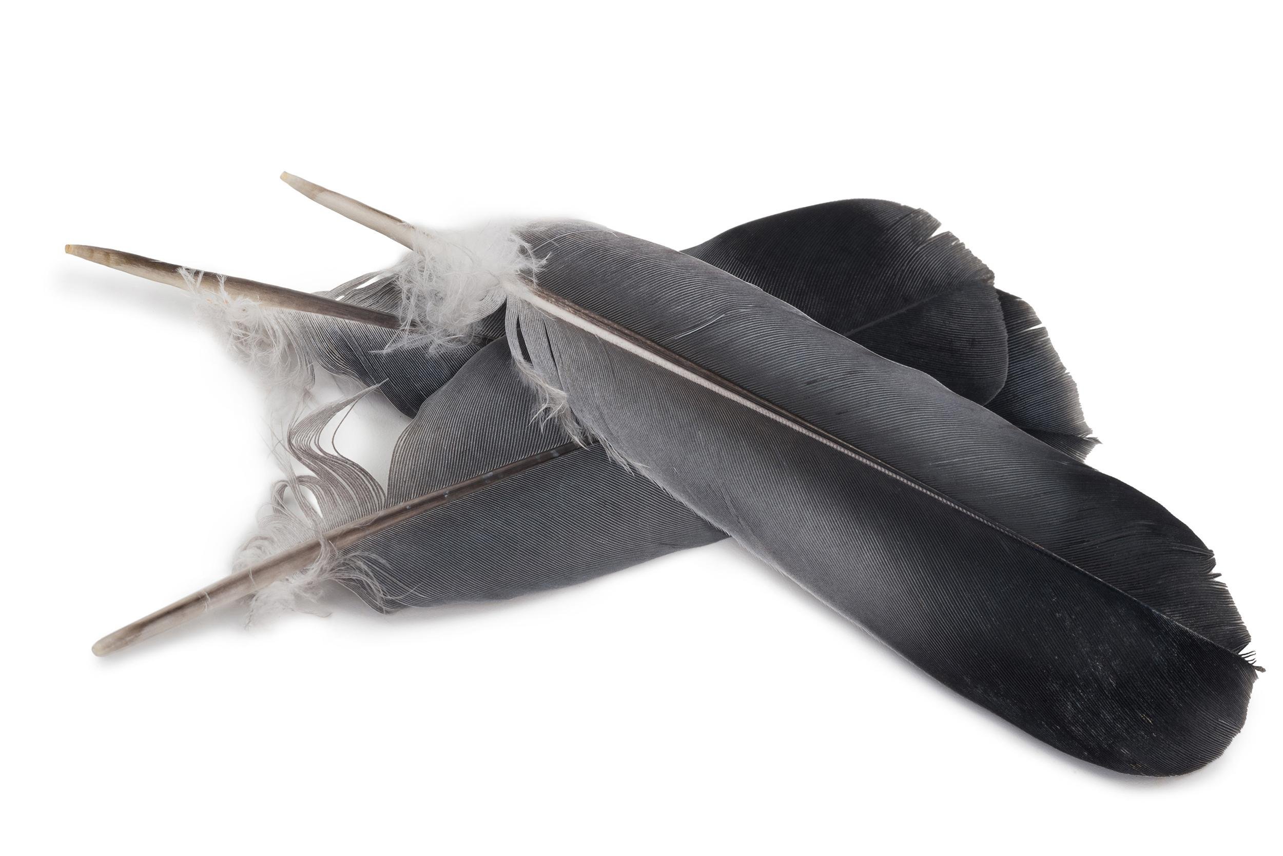 three pigeon feathers