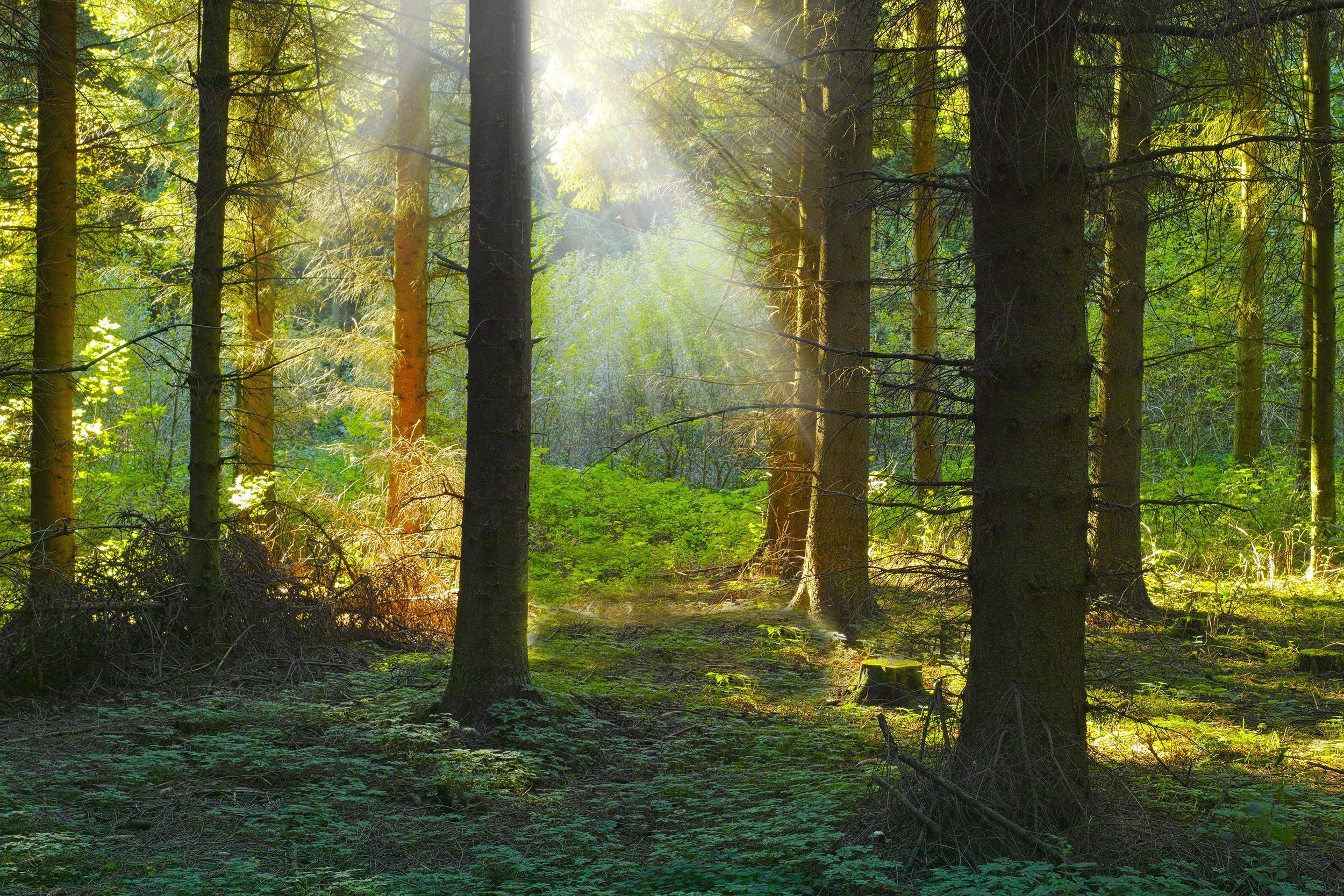 sunrise in a pine forest