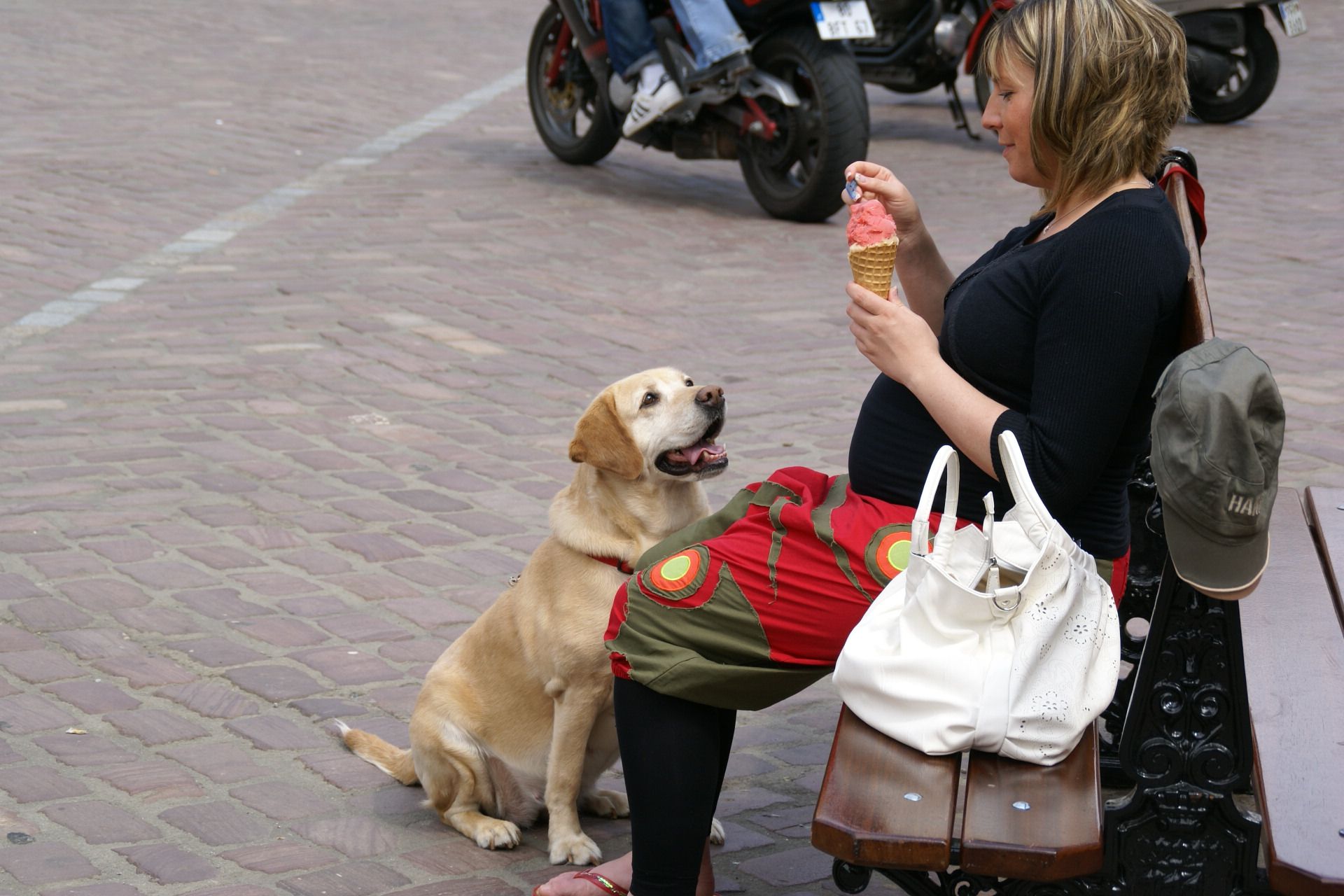 dog begging for food