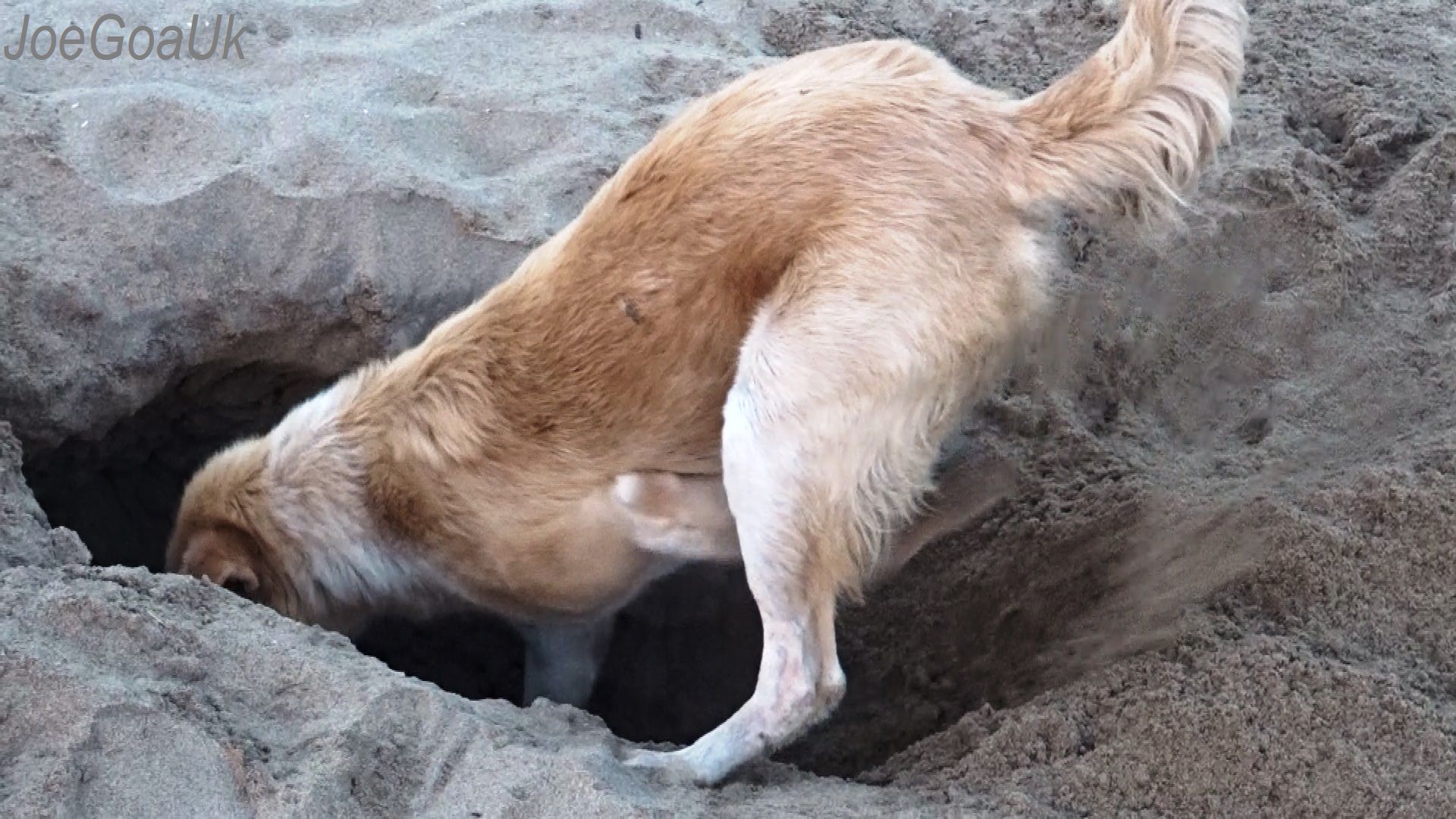 dog digging a hole