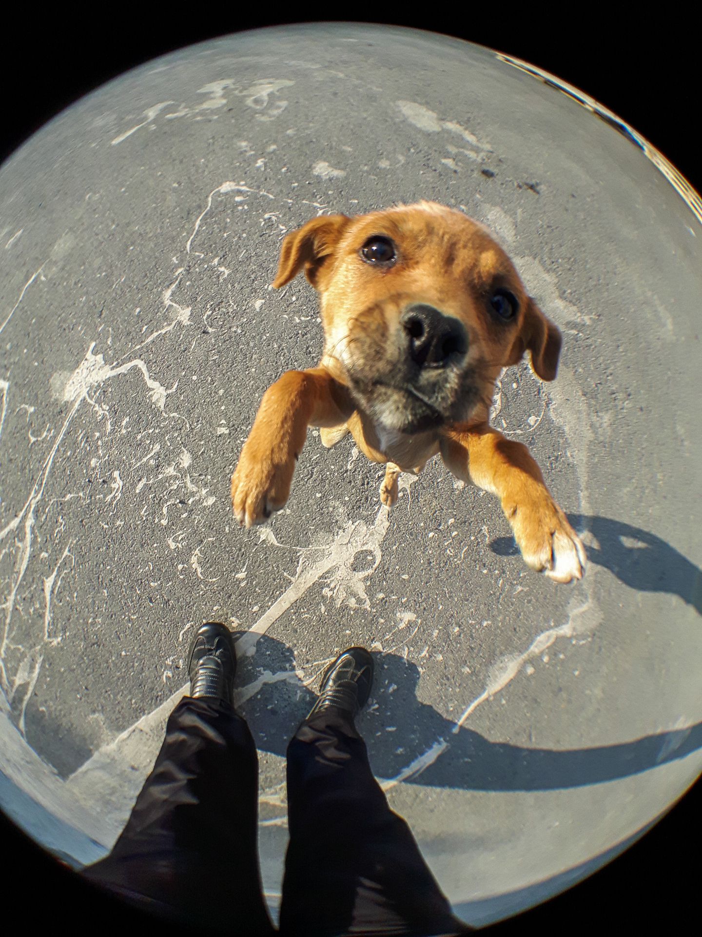 dog jumping up