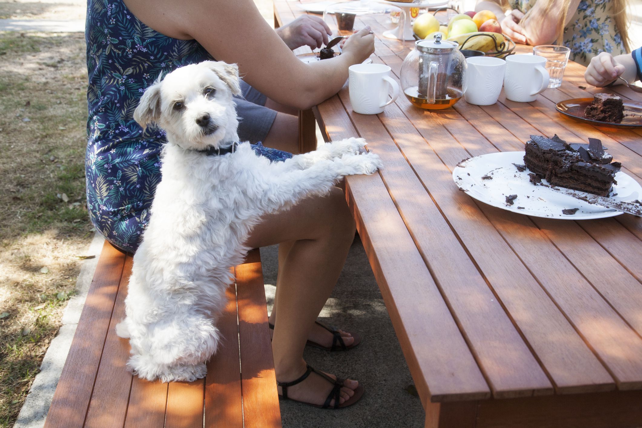 A backyard tea party with dog, Tasmania Australia