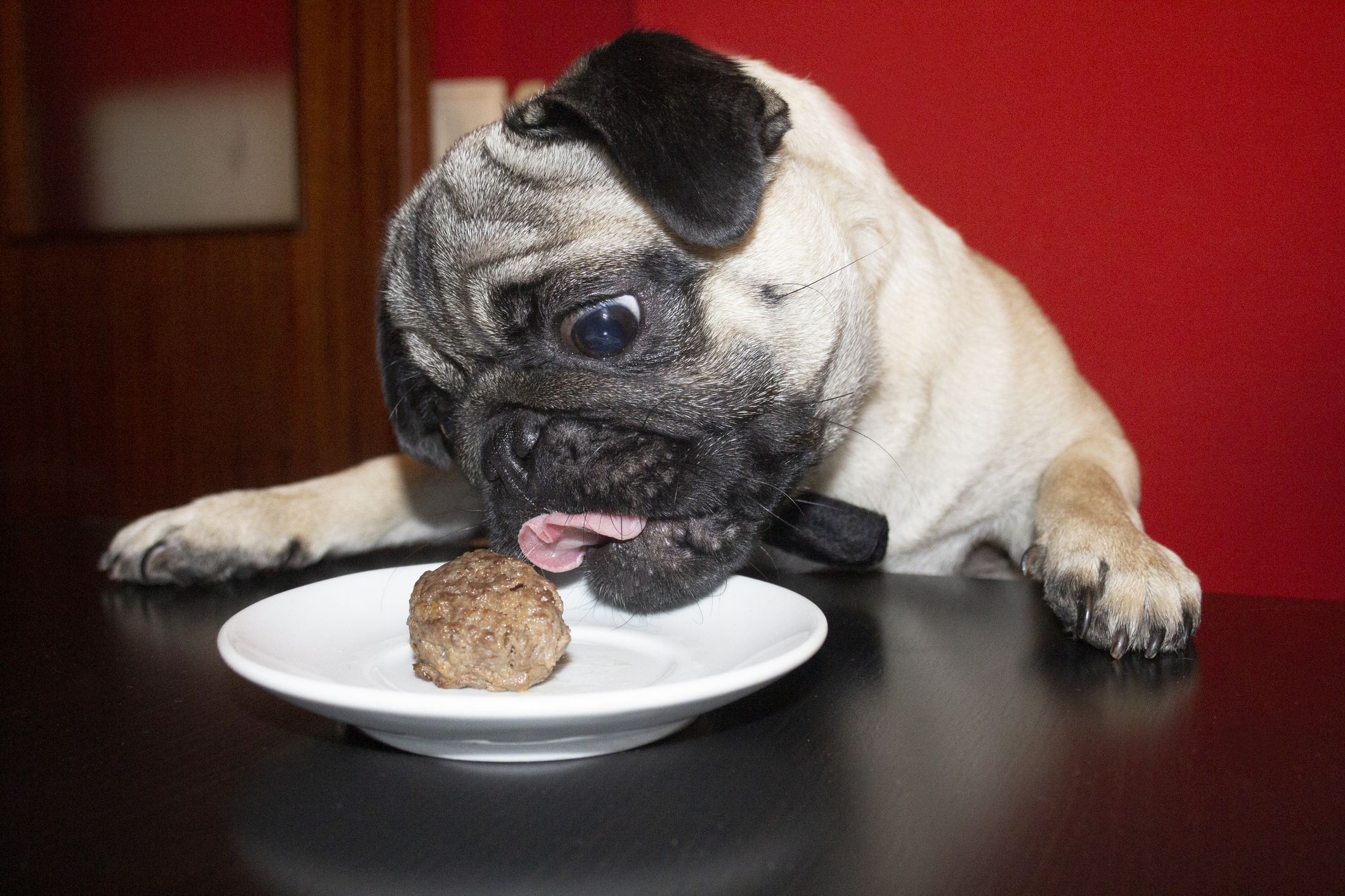 Funny and cute pug dog with bow tie tried to eat a meatball