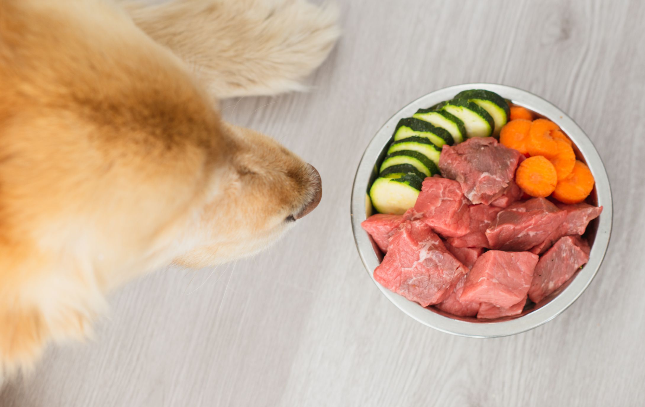 A concept photo showing a bowl of dog food consisting of raw meat, cucumbers and carrots. A golden coloured dog is looking at the bowl of food.