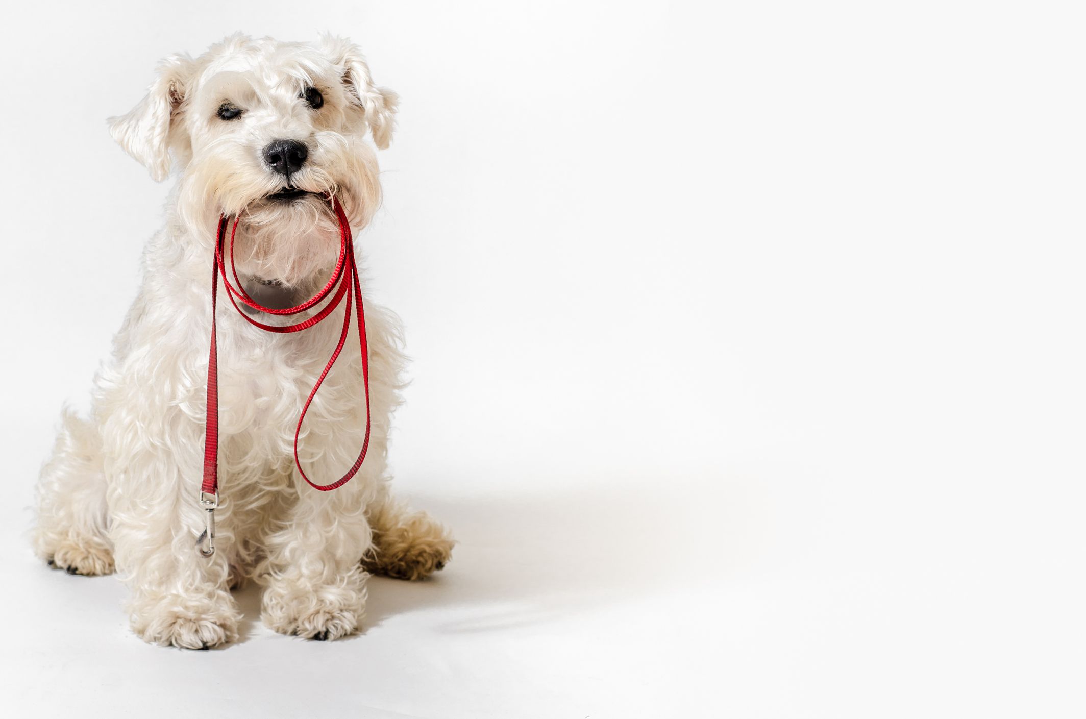 Dog waiting for the ride. Miniature White Schnauzer, with a collar over his mouth asking to go for a walk.