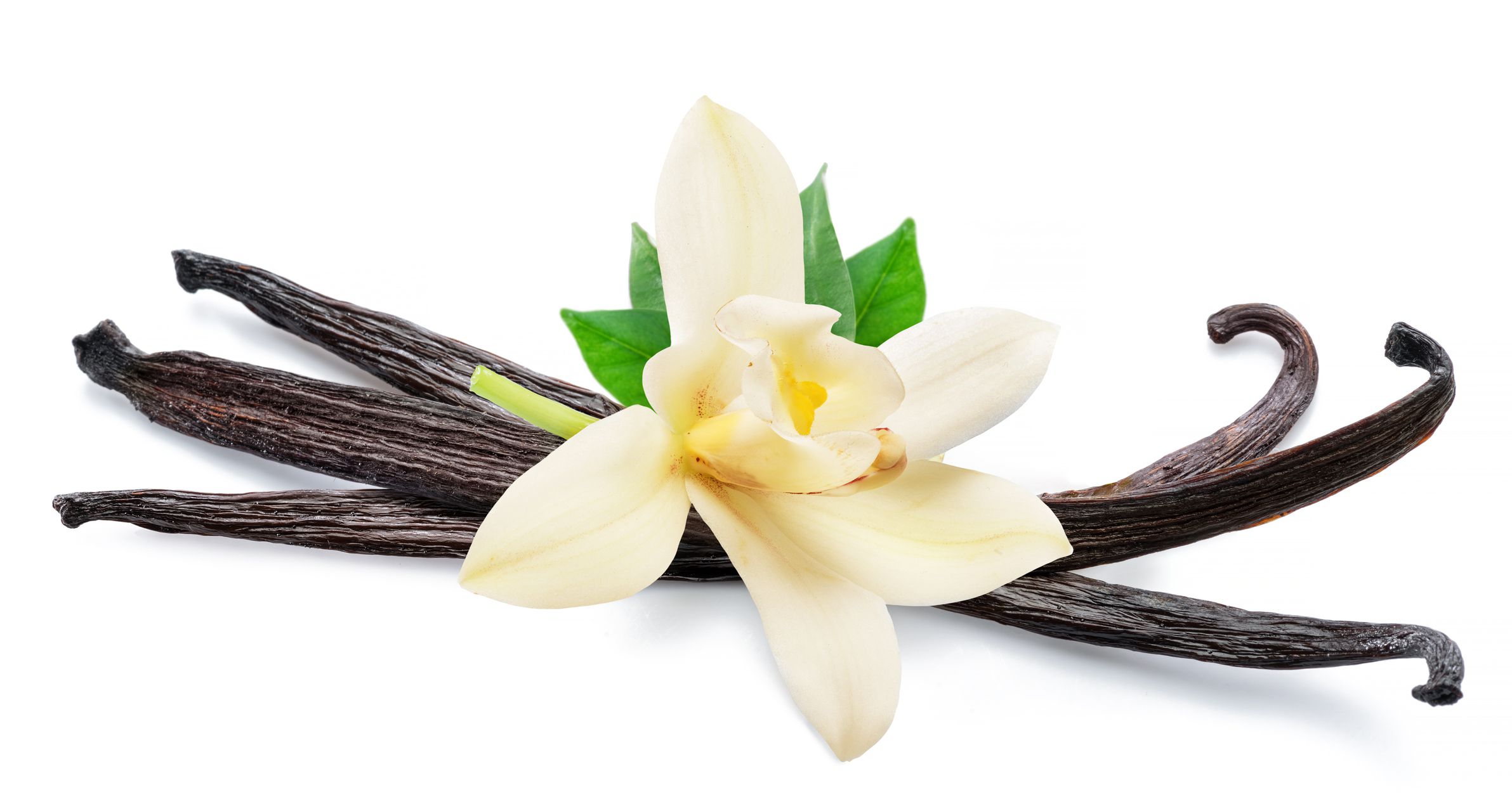 Tender vanilla flower and dry vanilla pods isolated on white background.